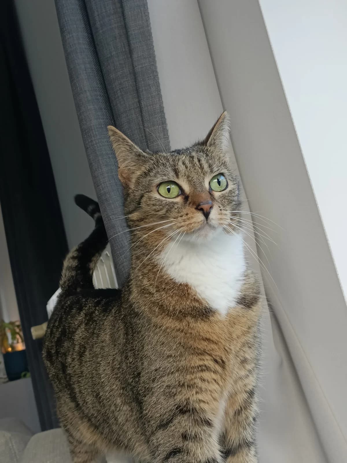 OSalsa (PRUTS), female European Shorthair for adoption at Asieldieren.be