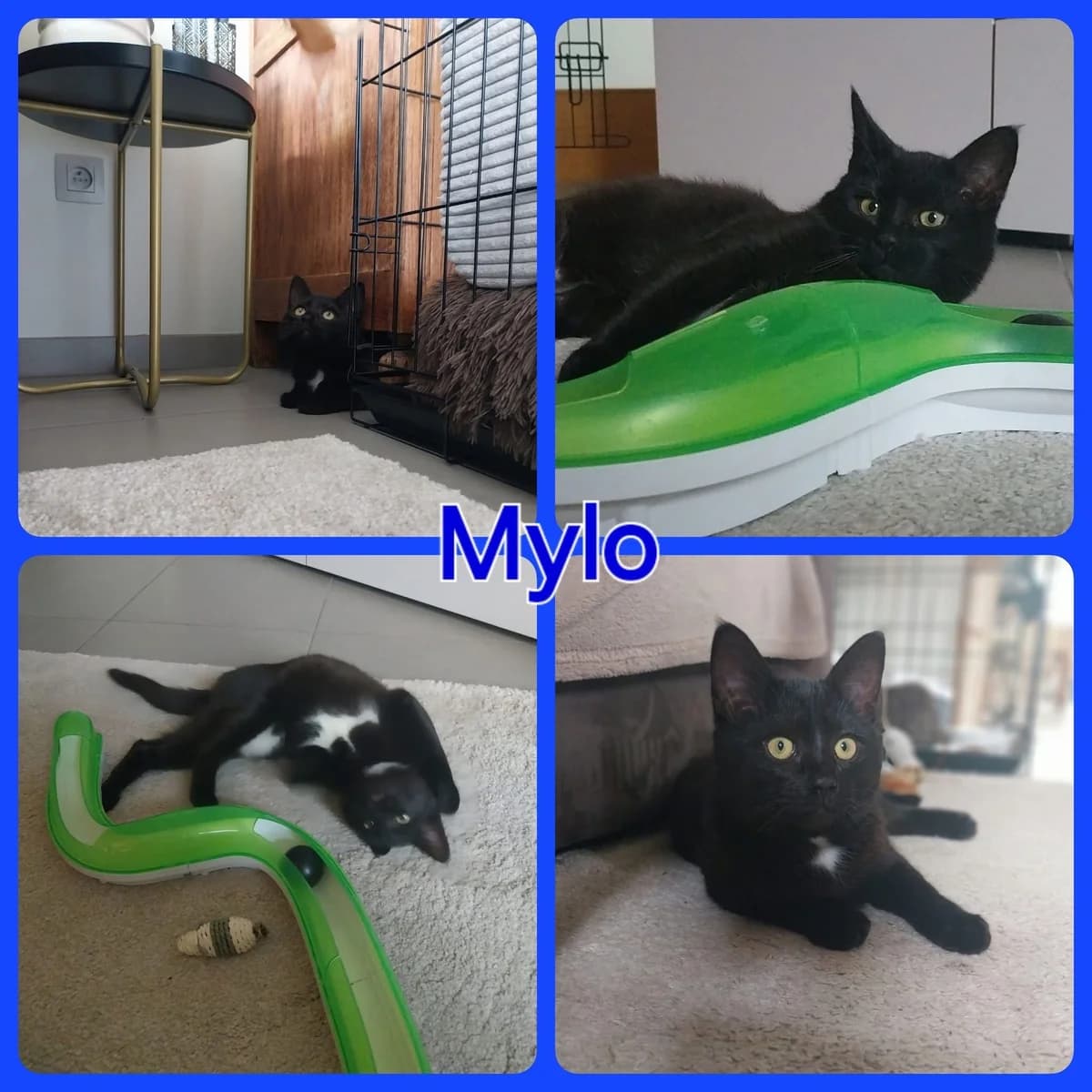 Mylo, male Mixed Breed for adoption at Asieldieren.be