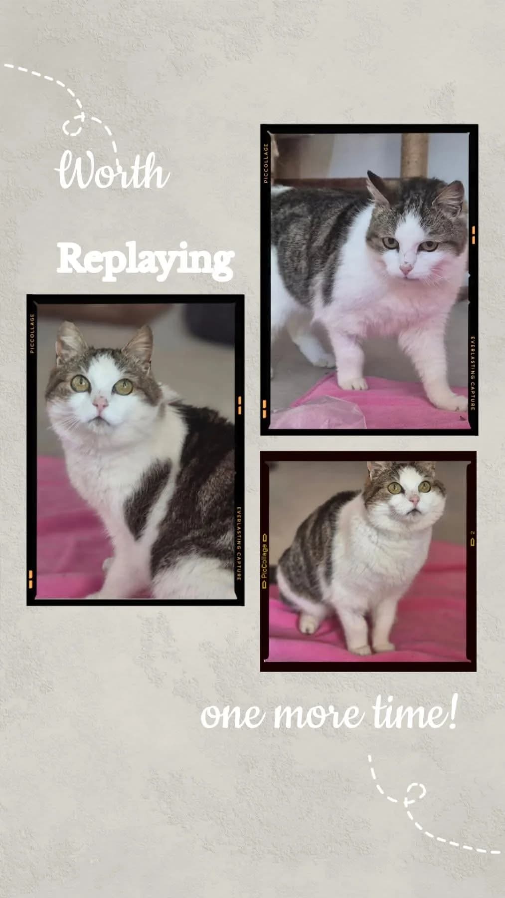 Kara, female Mixed Breed Cat for adoption at Asieldieren.be