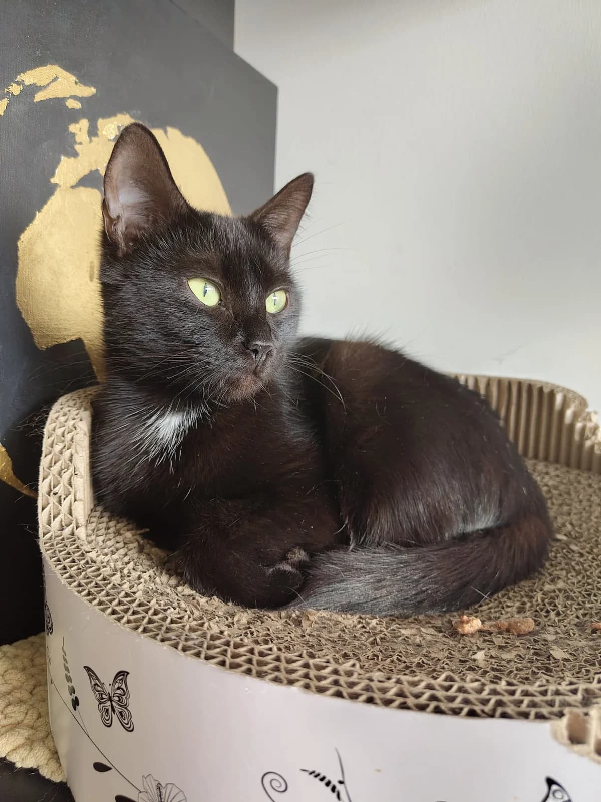 TAMMY, female Mixed Breed Cat for adoption at Asieldieren.be, Flanders