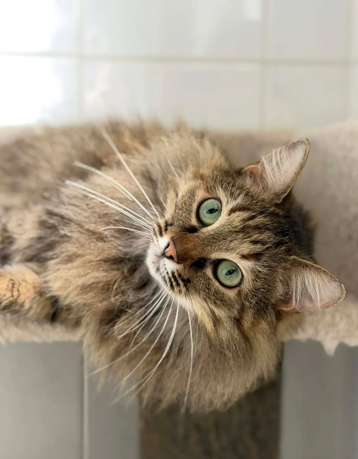 Isaura, female Mixed Breed Cat for adoption at Asieldieren.be, Flanders