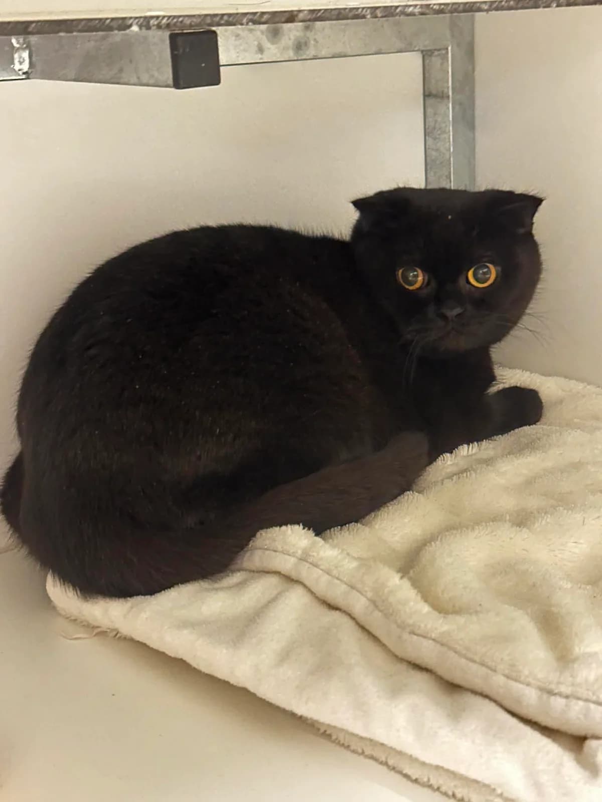 Sham, female Scottish Fold for adoption at Asieldieren.be, Flanders