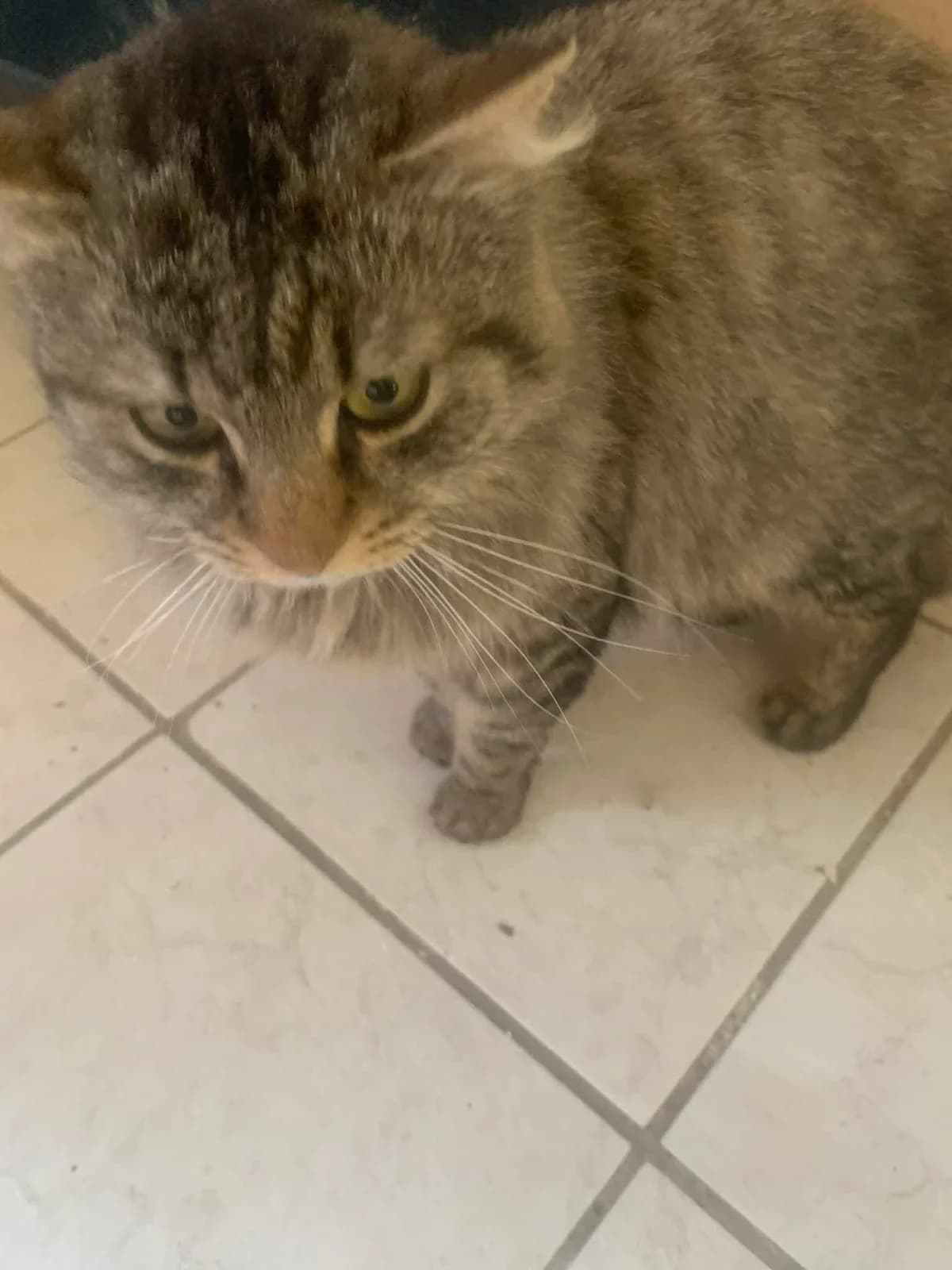 Berlioz, male young European Shorthair for adoption at Asieldieren.be, Flanders