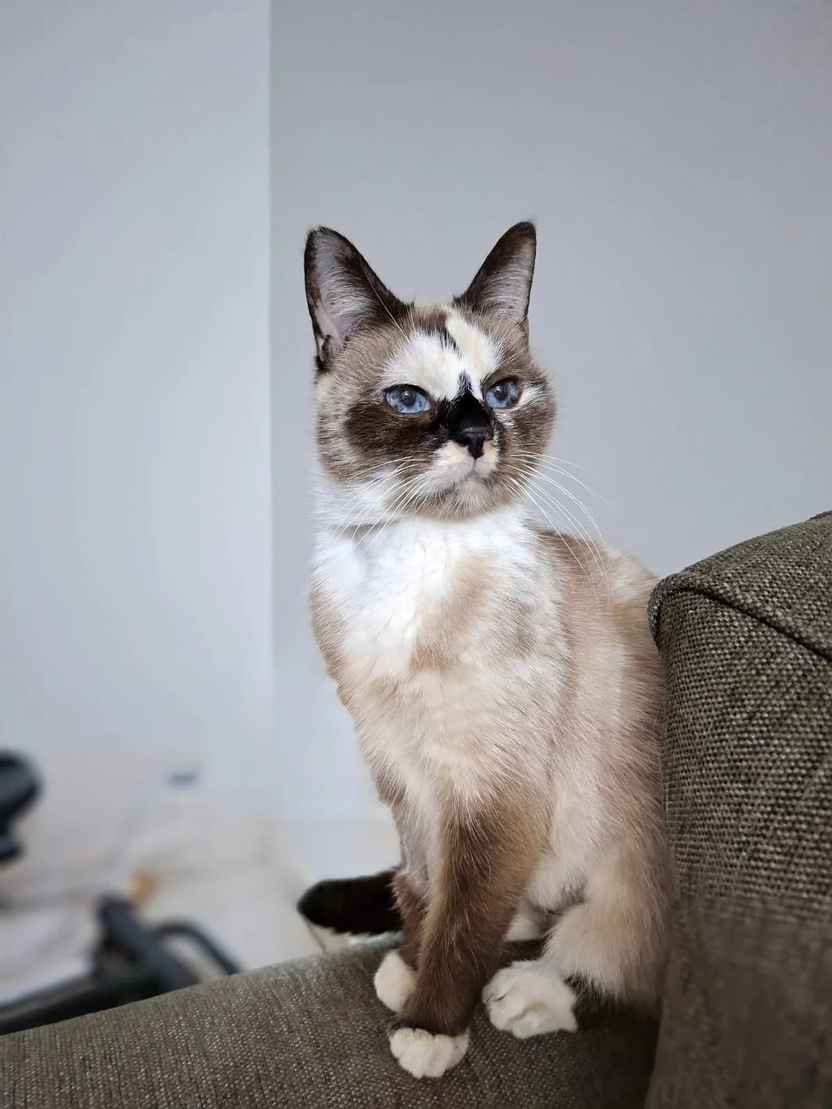 Fleur KP21, female senior Mixed Breed Cat for adoption at Asieldieren.be, Flanders