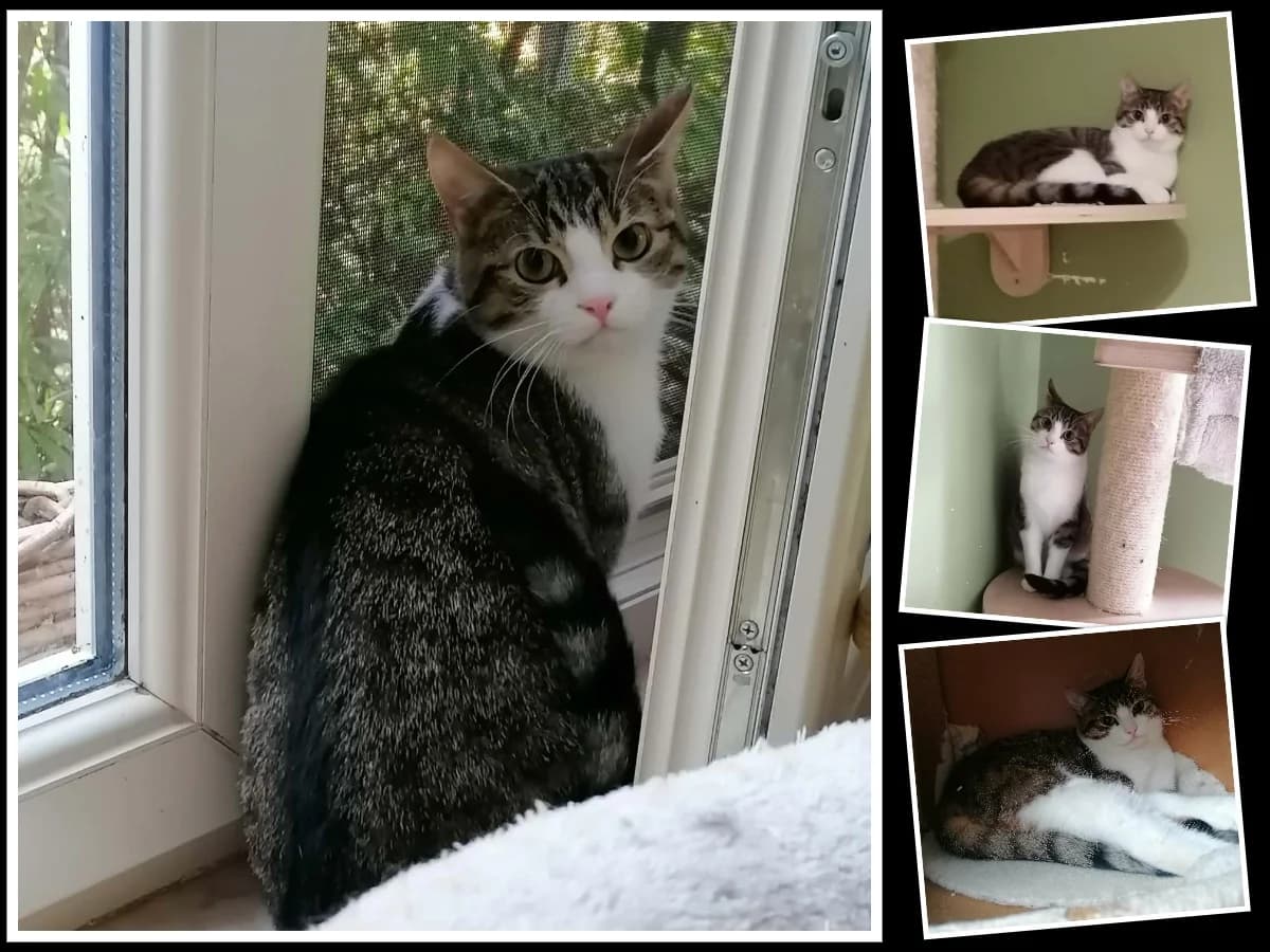 Tia, female puppy European Shorthair for adoption at Asieldieren.be, Flanders