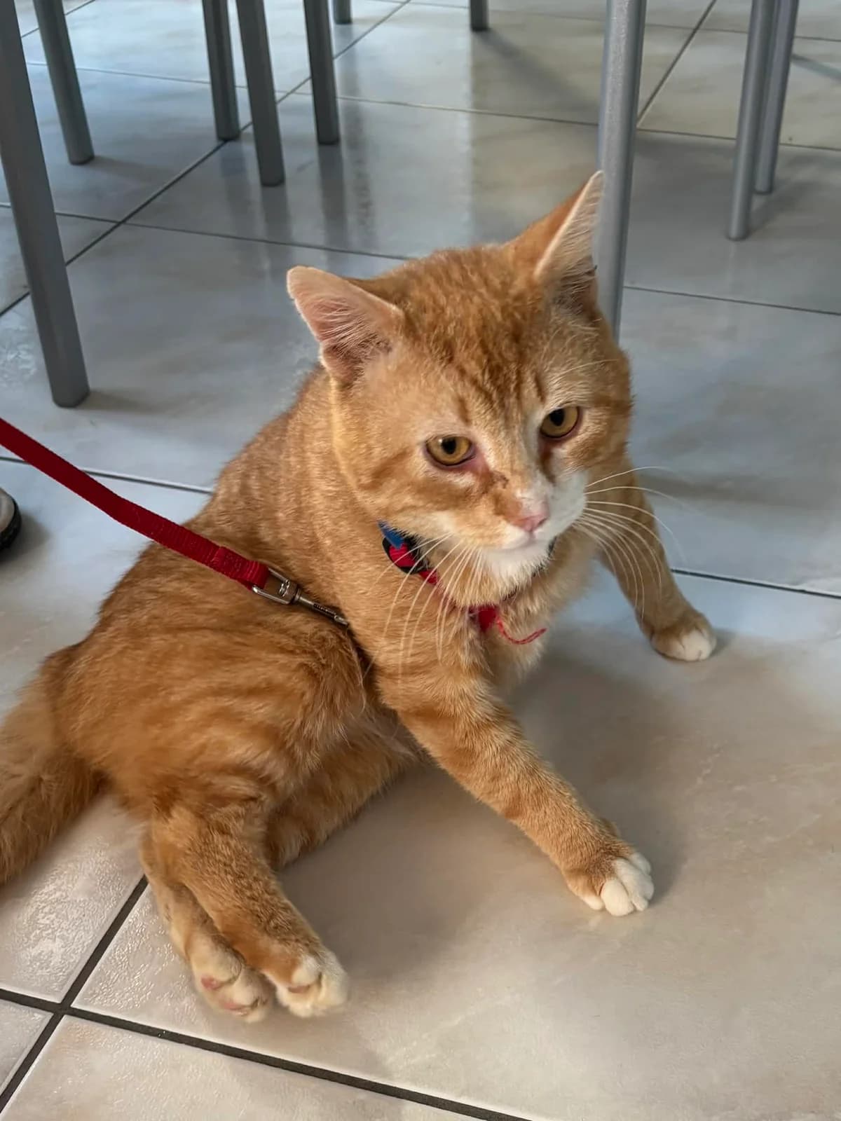 Marco, male young Mixed Breed Cat for adoption at Asieldieren.be, Flanders