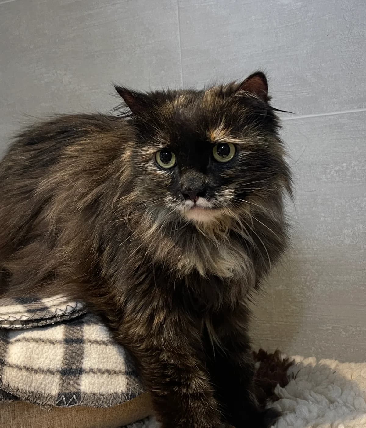 Charlie, female 6yo Mixed Breed Cat for adoption at Asieldieren.be, Flanders