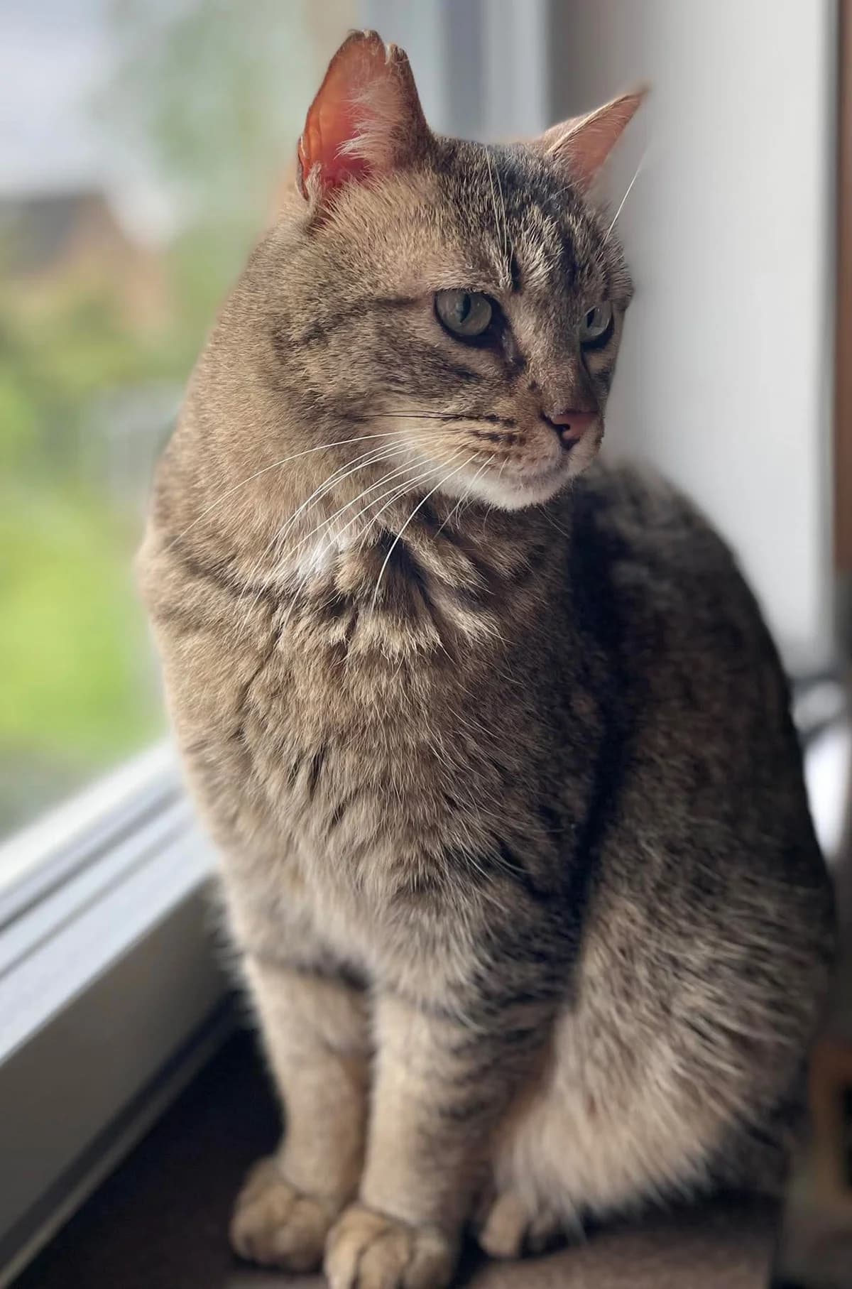 Sam, female 7yo Mixed Breed Cat for adoption at Asieldieren.be, Flanders