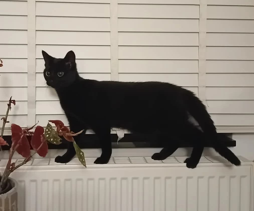 Wanda, female puppy European Shorthair for adoption at Asieldieren.be, Flanders