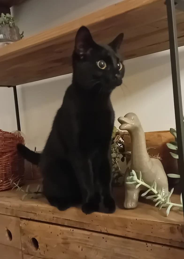 Winnie, female puppy European Shorthair for adoption at Asieldieren.be, Flanders