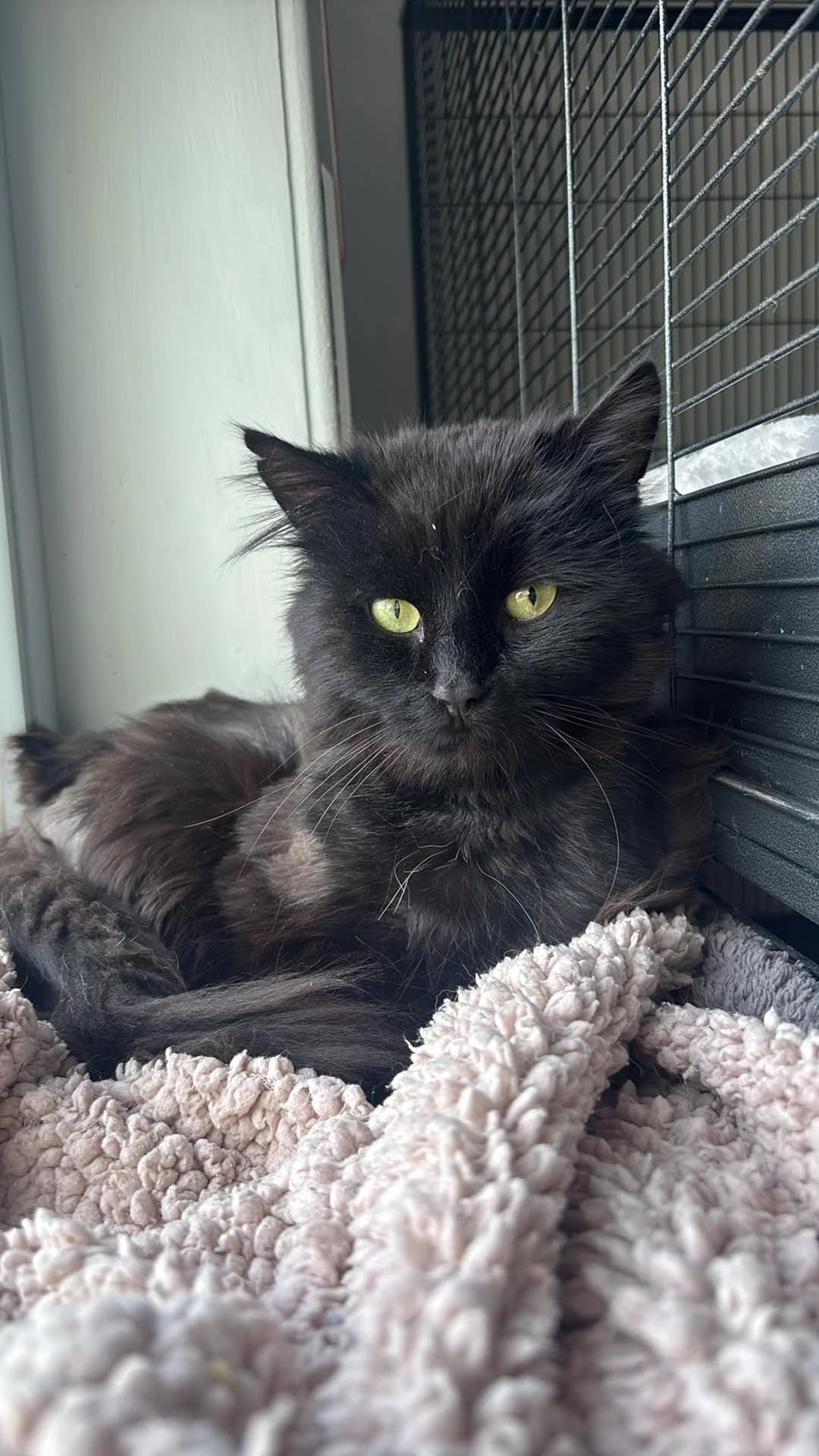 Tuur, male young Mixed Breed Cat for adoption at Asieldieren.be, Flanders