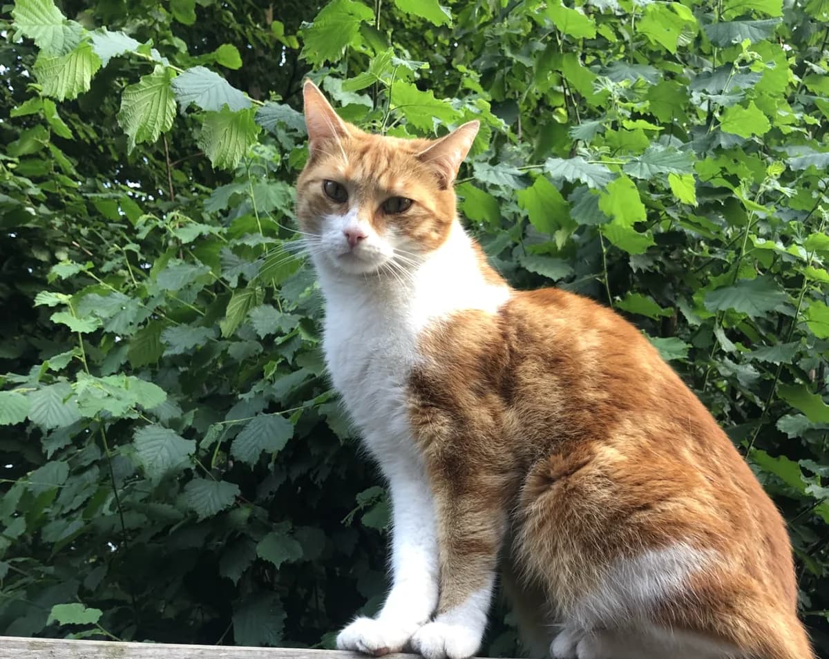 Bart, male 6yo European Shorthair for adoption at Asieldieren.be, Flanders
