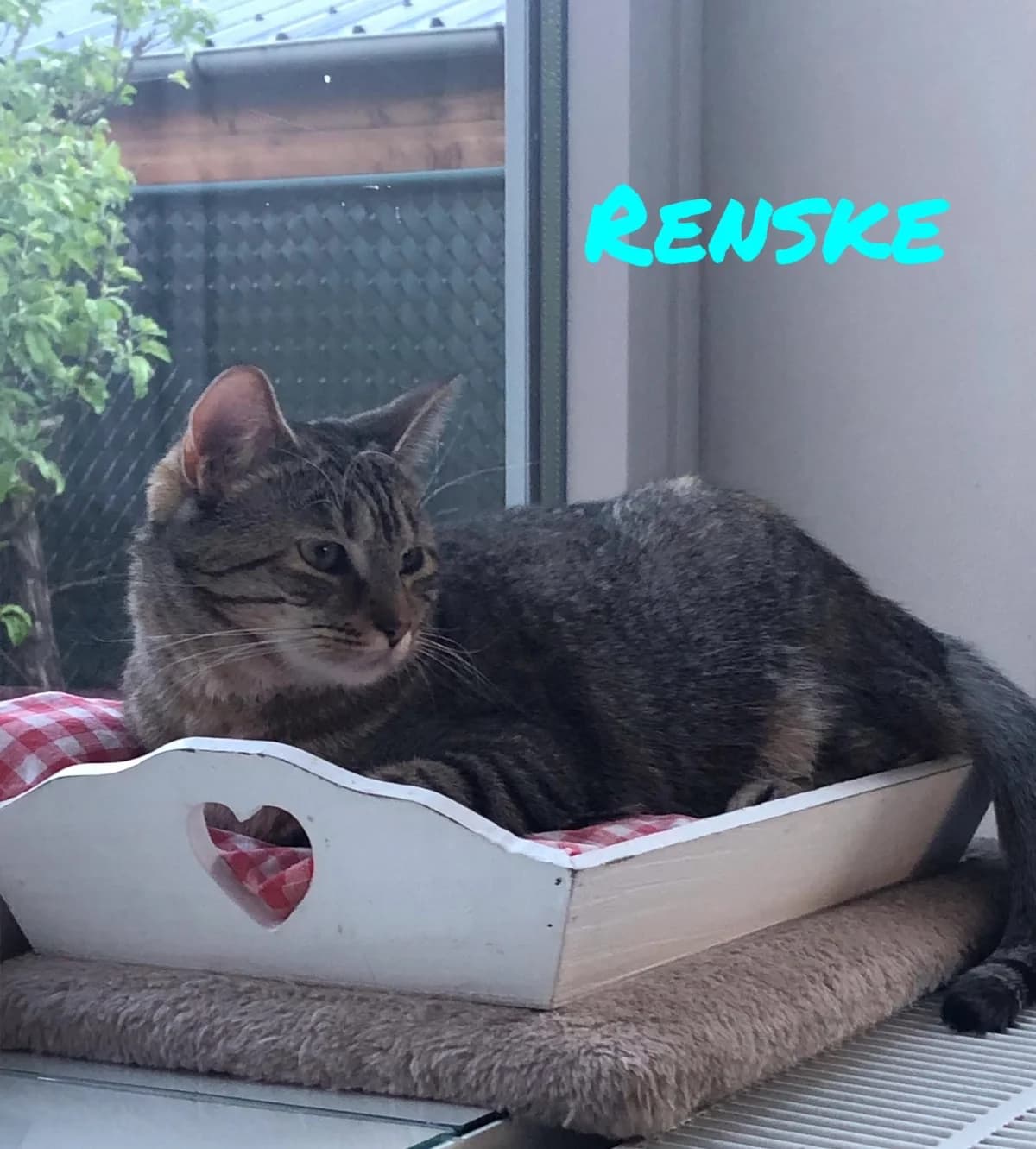 Renske, female European Shorthair for adoption at Asieldieren.be, Flanders