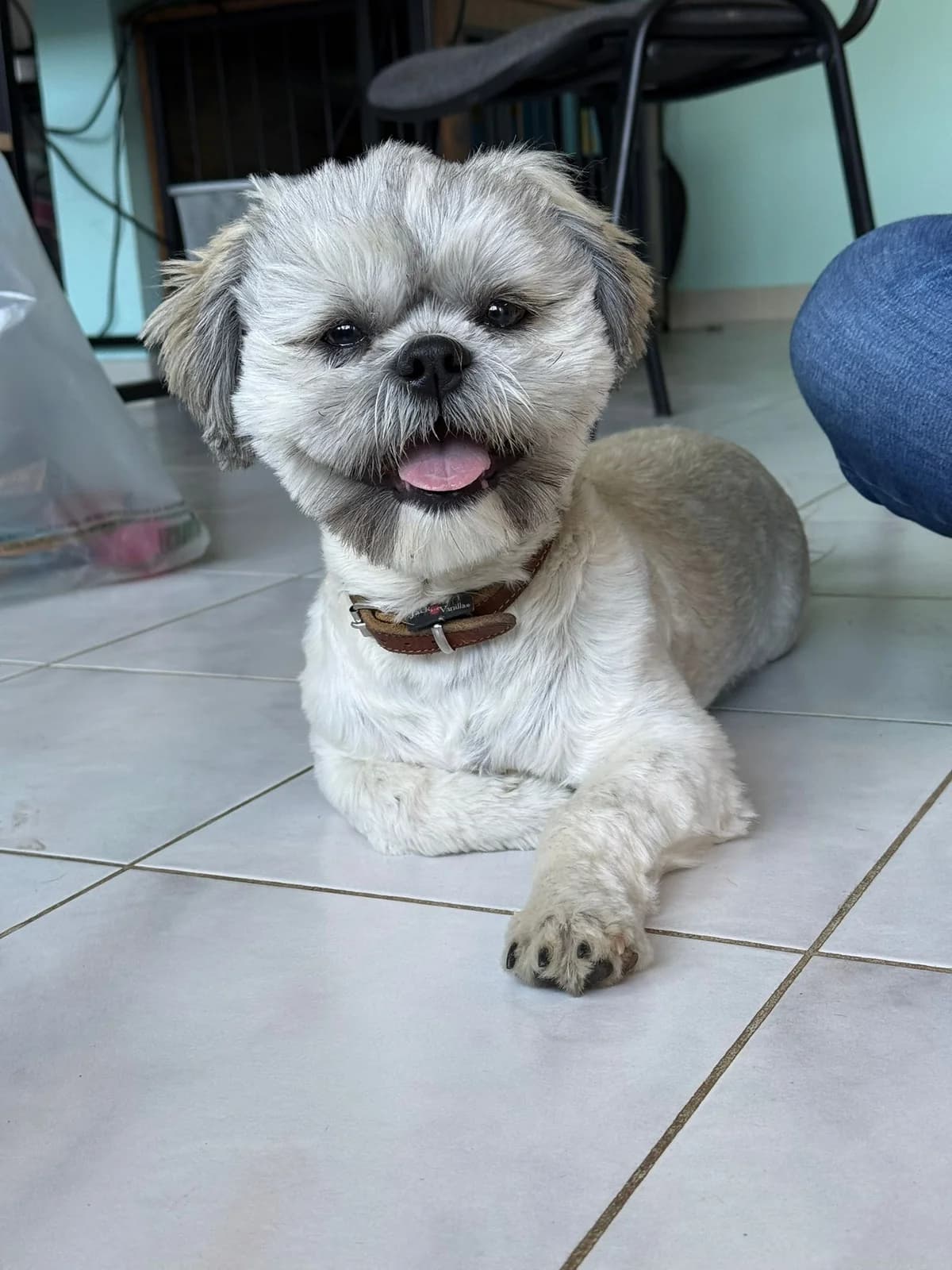 Toby, male puppy Shih Tzu for adoption at Asieldieren.be, Flanders
