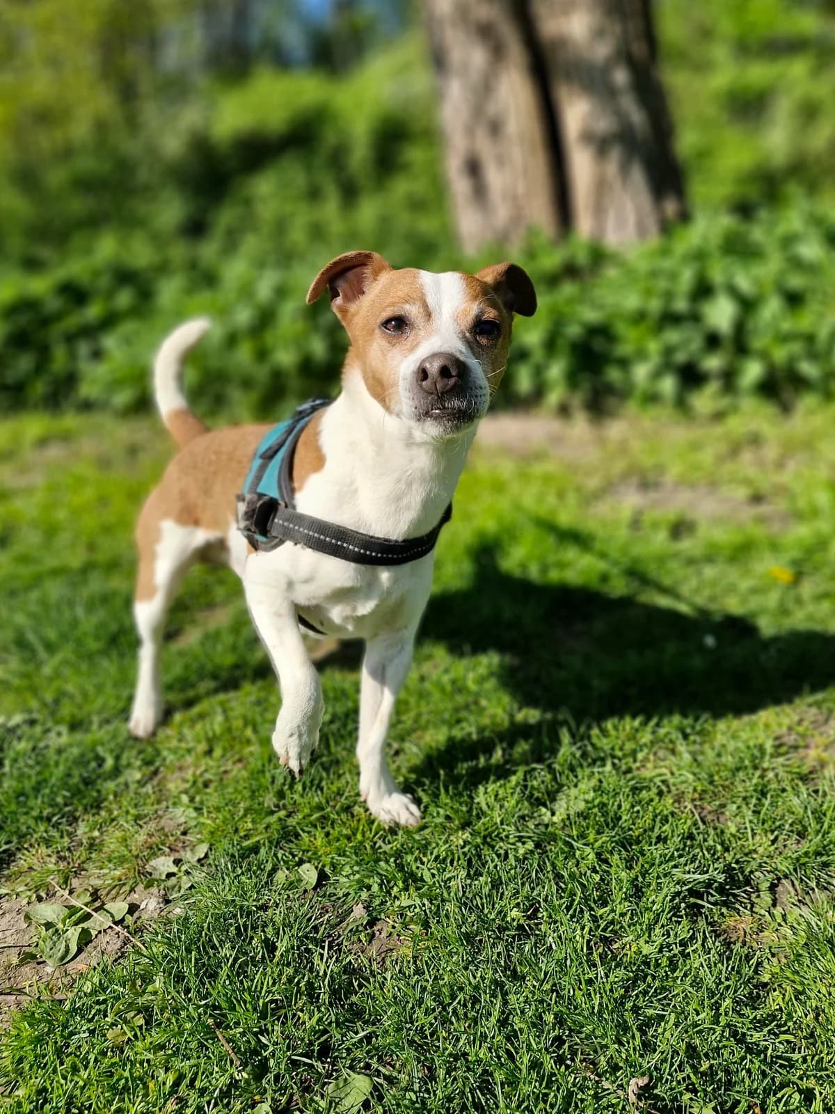 Freddy, male 7yo Jack Russell Terrier for adoption at Asieldieren.be, Flanders