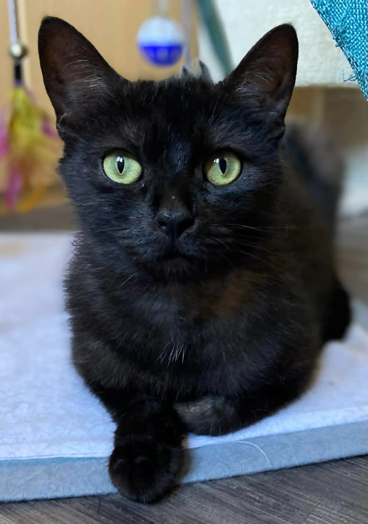 Wicca, female European Shorthair for adoption at Asieldieren.be, Flanders