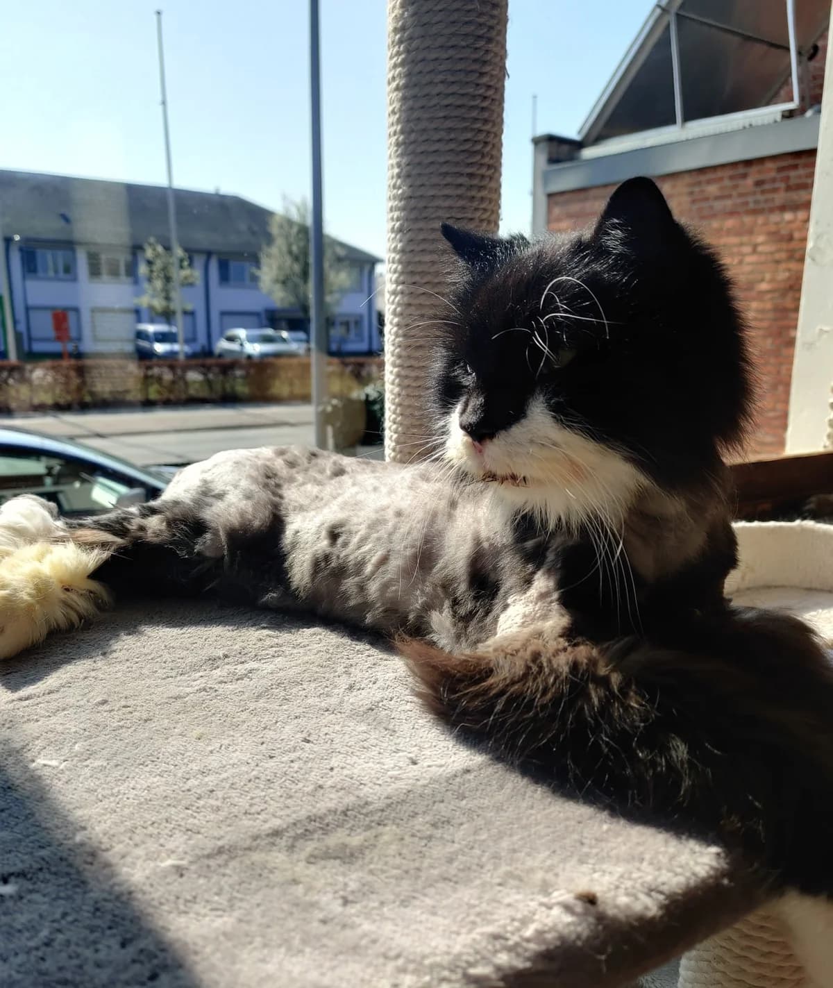 Billy, male Mixed Breed Cat for adoption at Asieldieren.be, Flanders