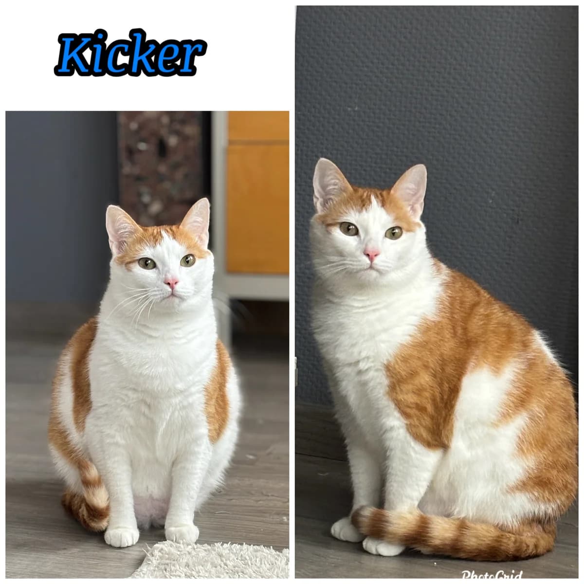 Kicker, male young European Shorthair for adoption at Asieldieren.be, Flanders