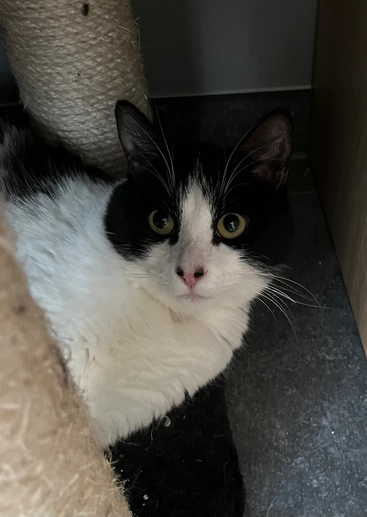 Sem, male young European Shorthair for adoption at Asieldieren.be, Flanders