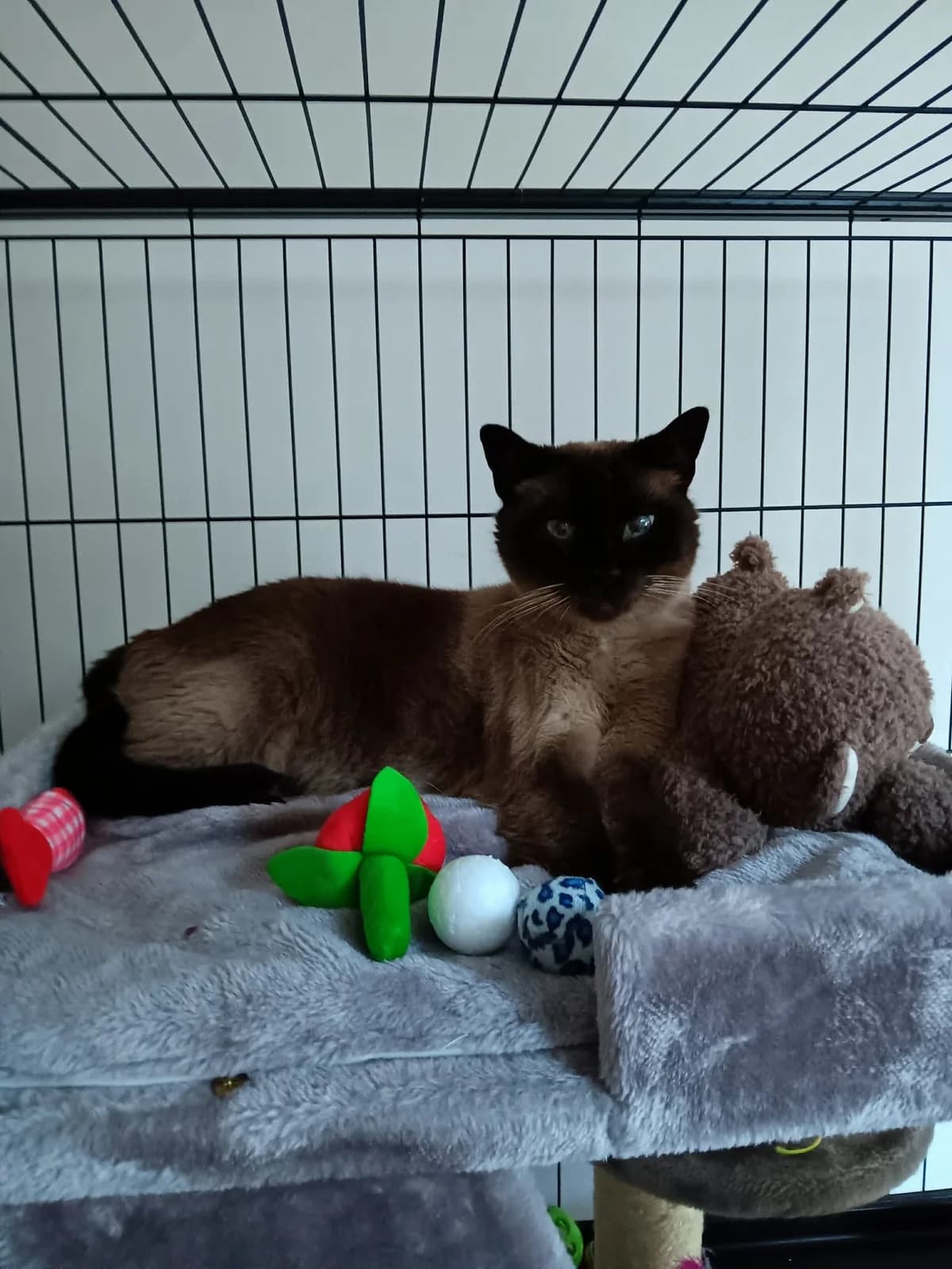 Evert, male Siamese for adoption at Asieldieren.be, Flanders