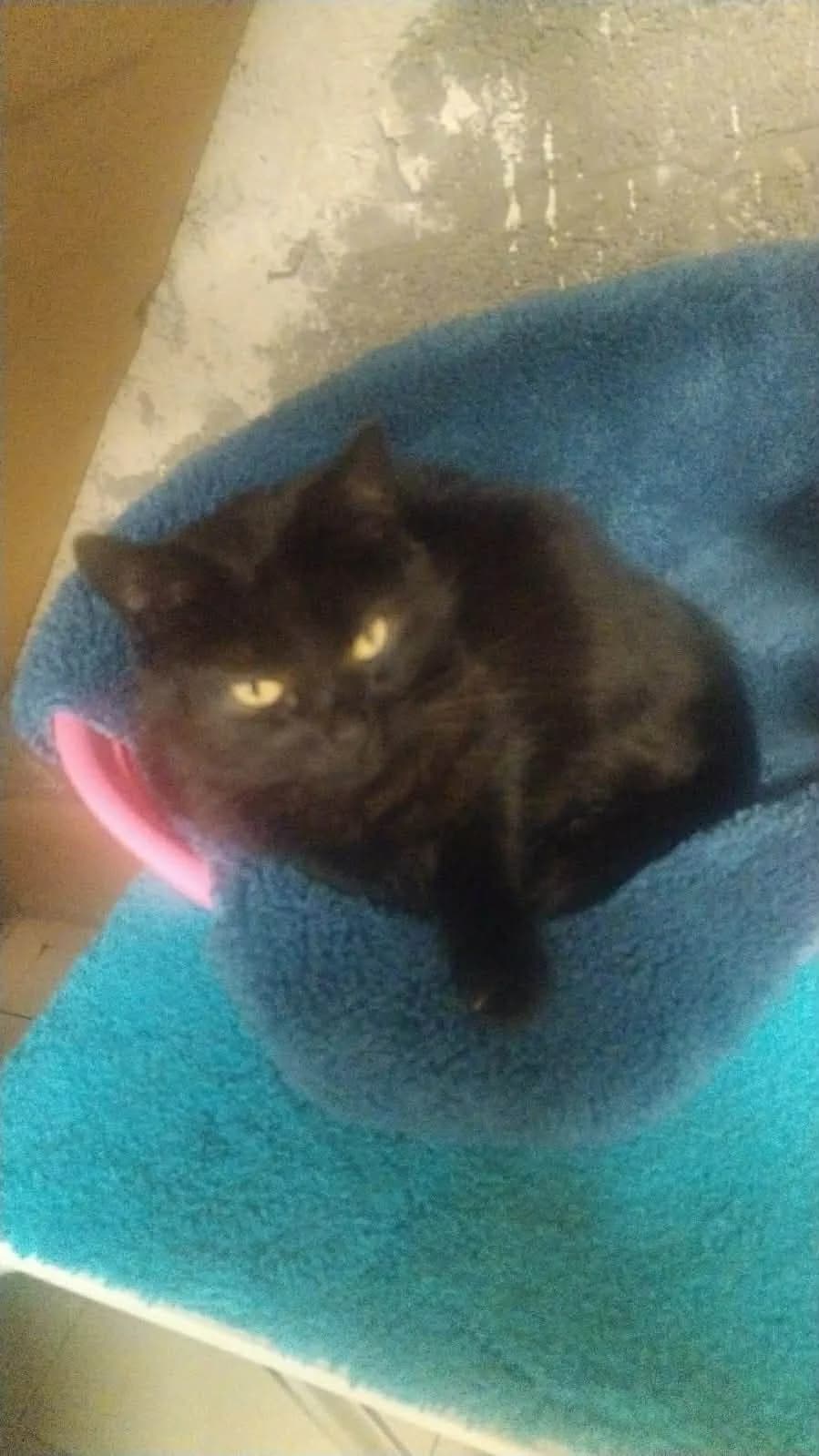 Mora, female 5yo European Shorthair for adoption at Asieldieren.be, Flanders