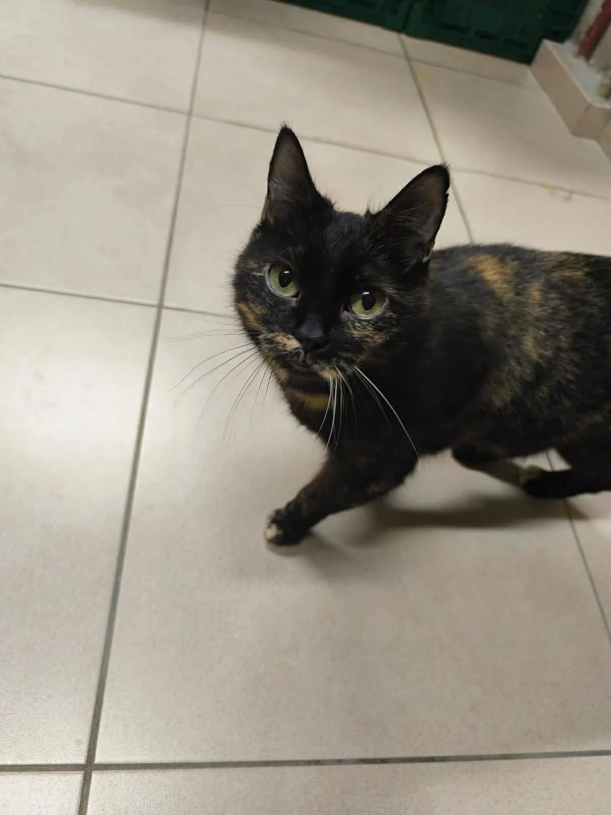 Lilly, female 5yo European Shorthair for adoption at Asieldieren.be, Flanders