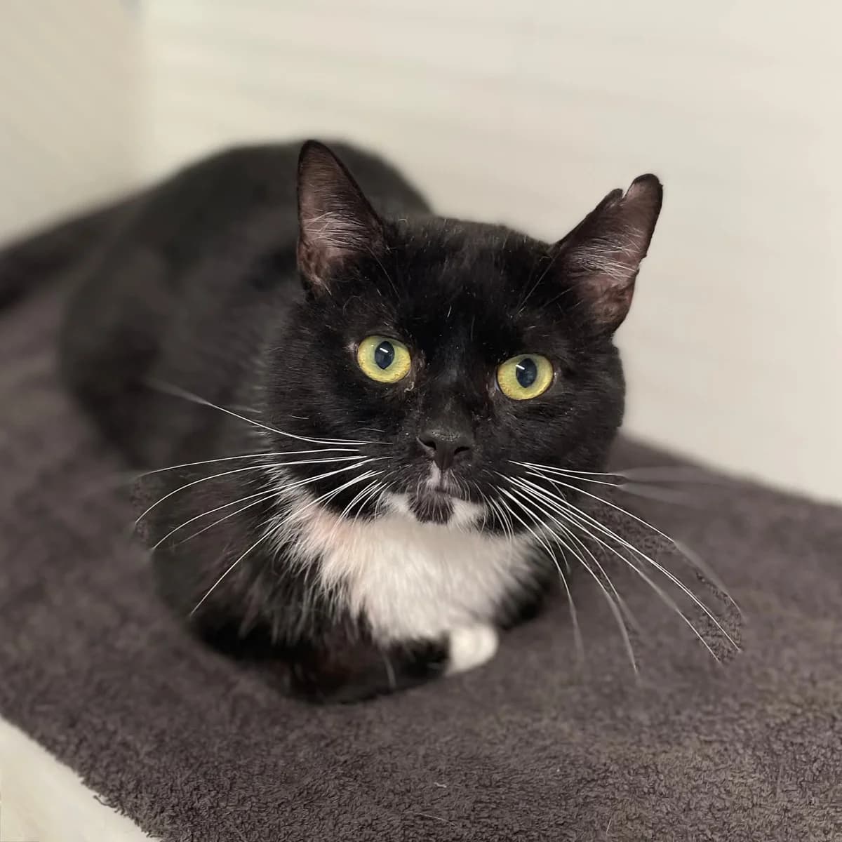 Tarzan, male 3yo European Shorthair for adoption at Asieldieren.be, Flanders