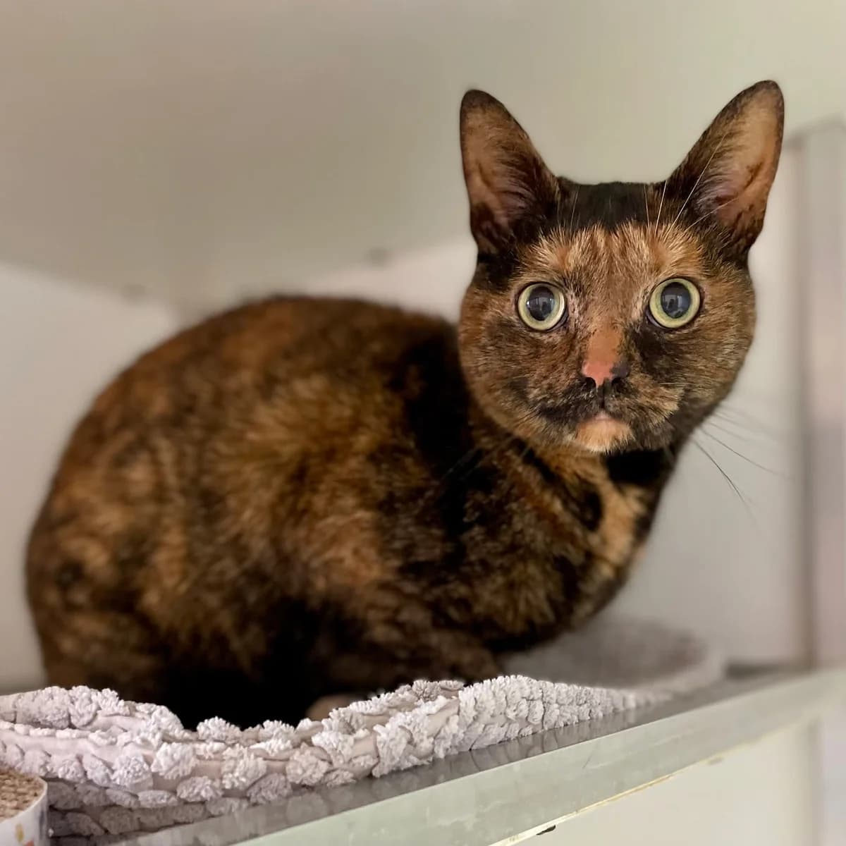 Yoeki, female 3yo European Shorthair for adoption at Asieldieren.be, Flanders