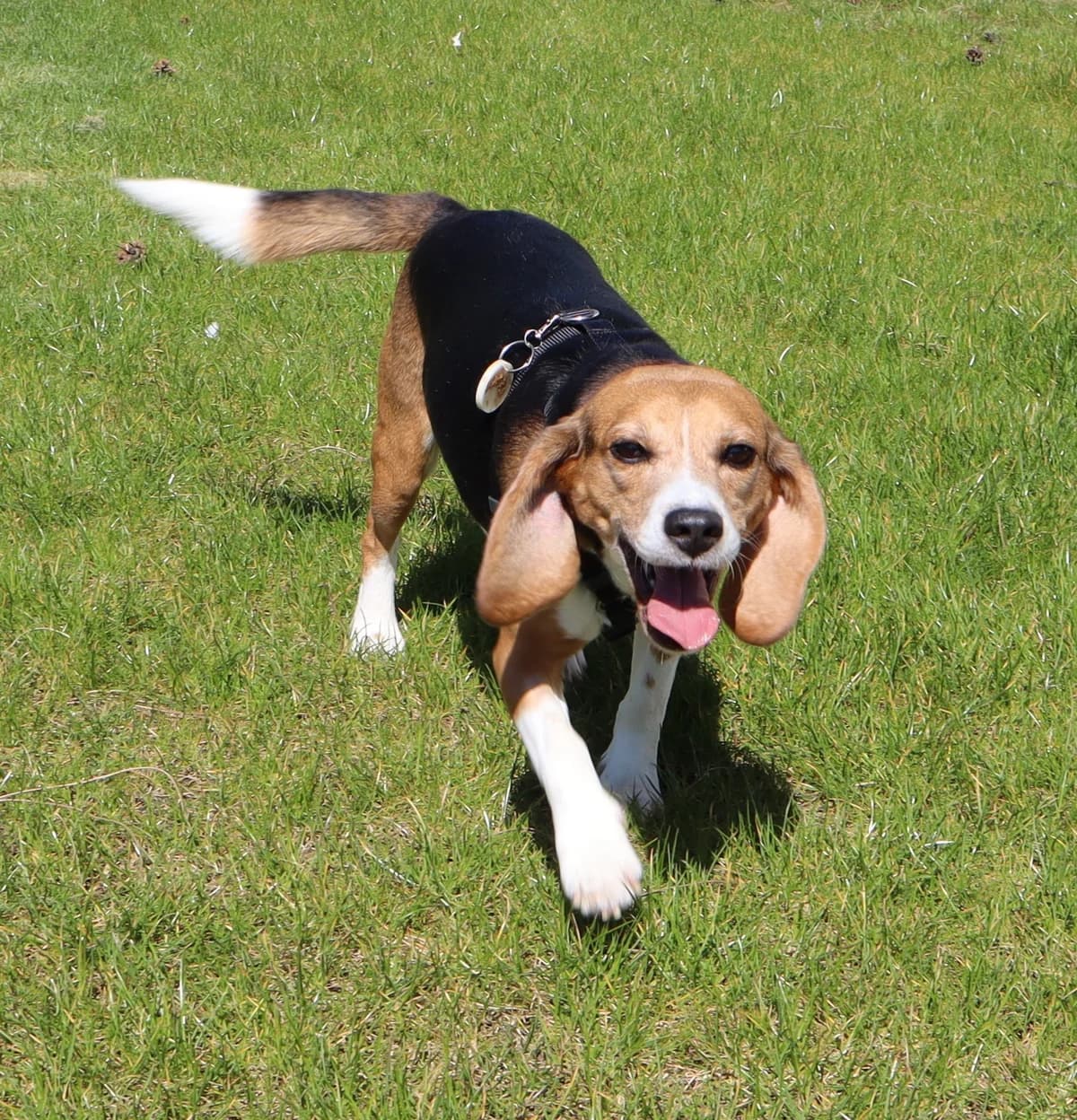 Jovi (ex-proefbeagle), male 5yo Beagle for adoption at Asieldieren.be, Flanders