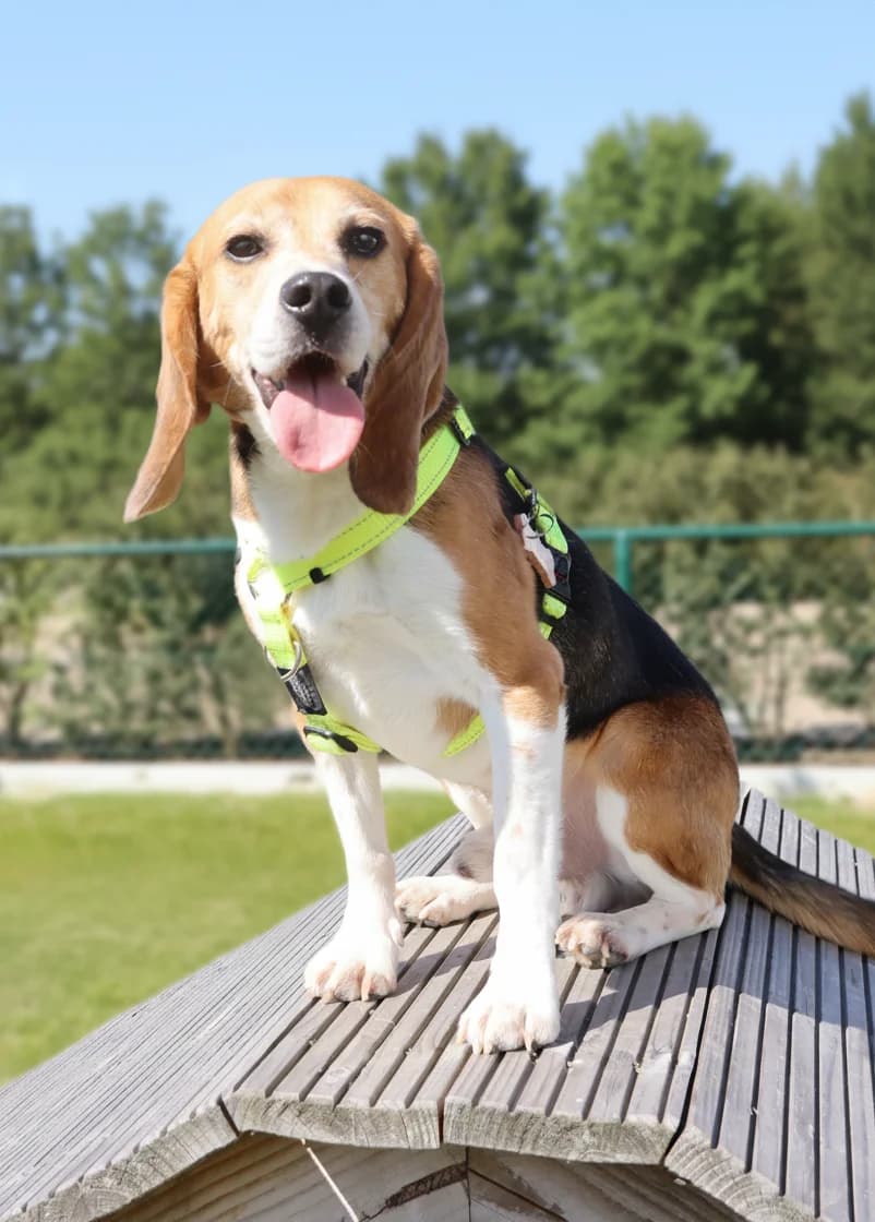 Rocco (ex-proefbeagle), male 5yo Beagle for adoption at Asieldieren.be, Flanders