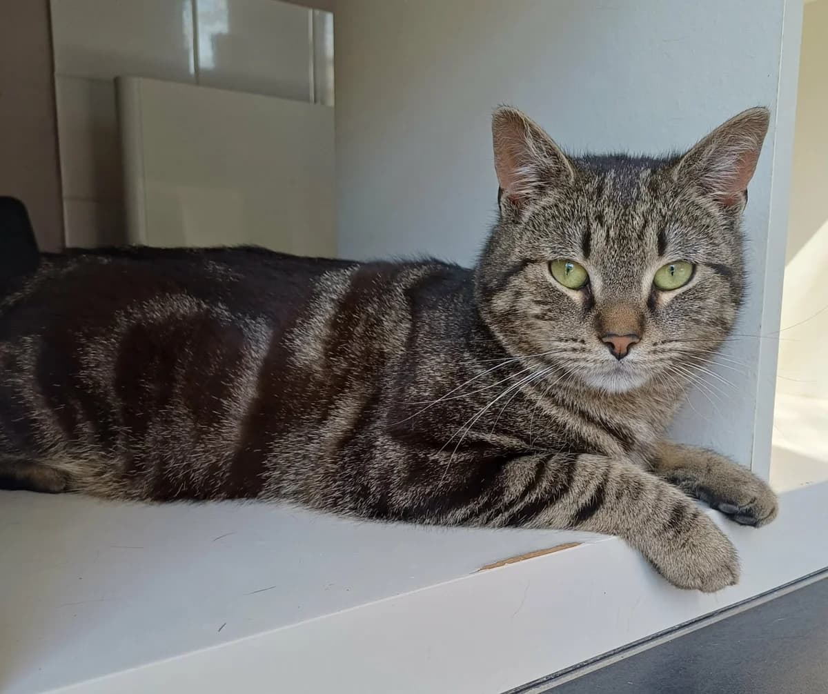 Diesel, male young European Shorthair for adoption at Asieldieren.be, Flanders