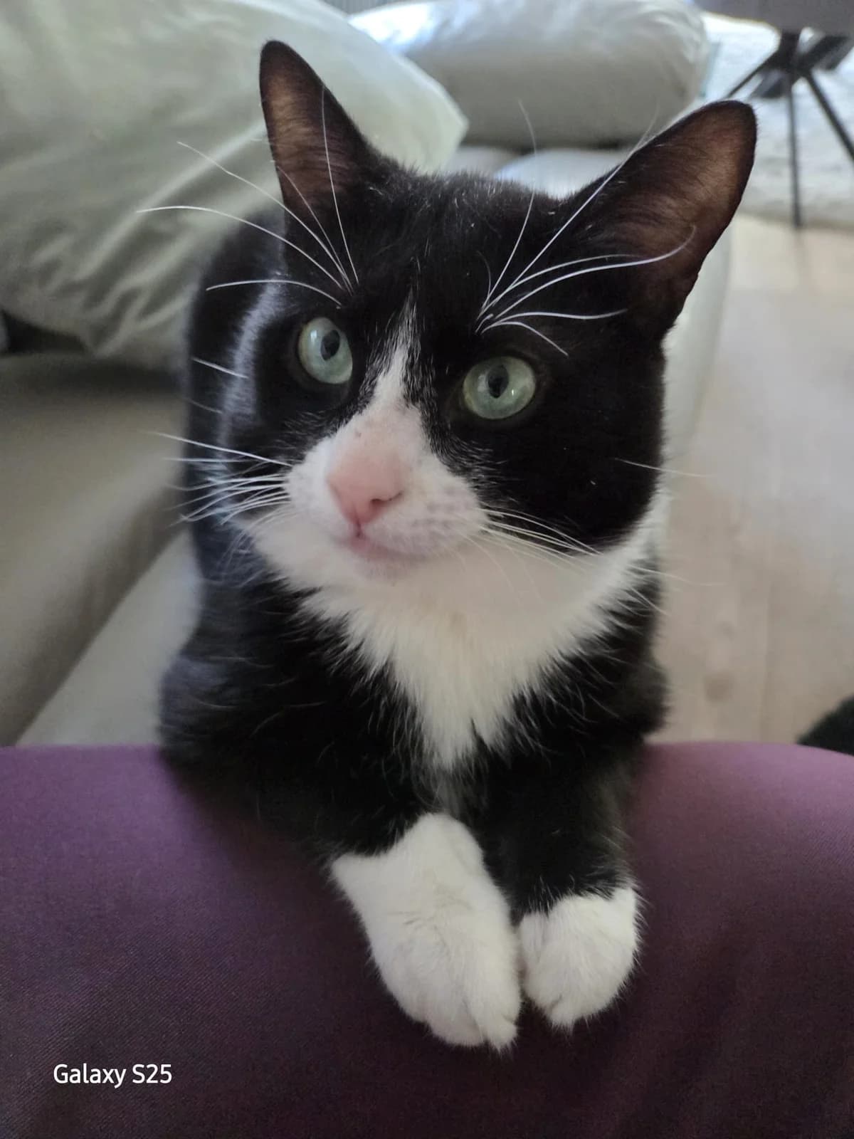 HILFRED, male 3yo Mixed Breed Cat for adoption at Asieldieren.be, Flanders