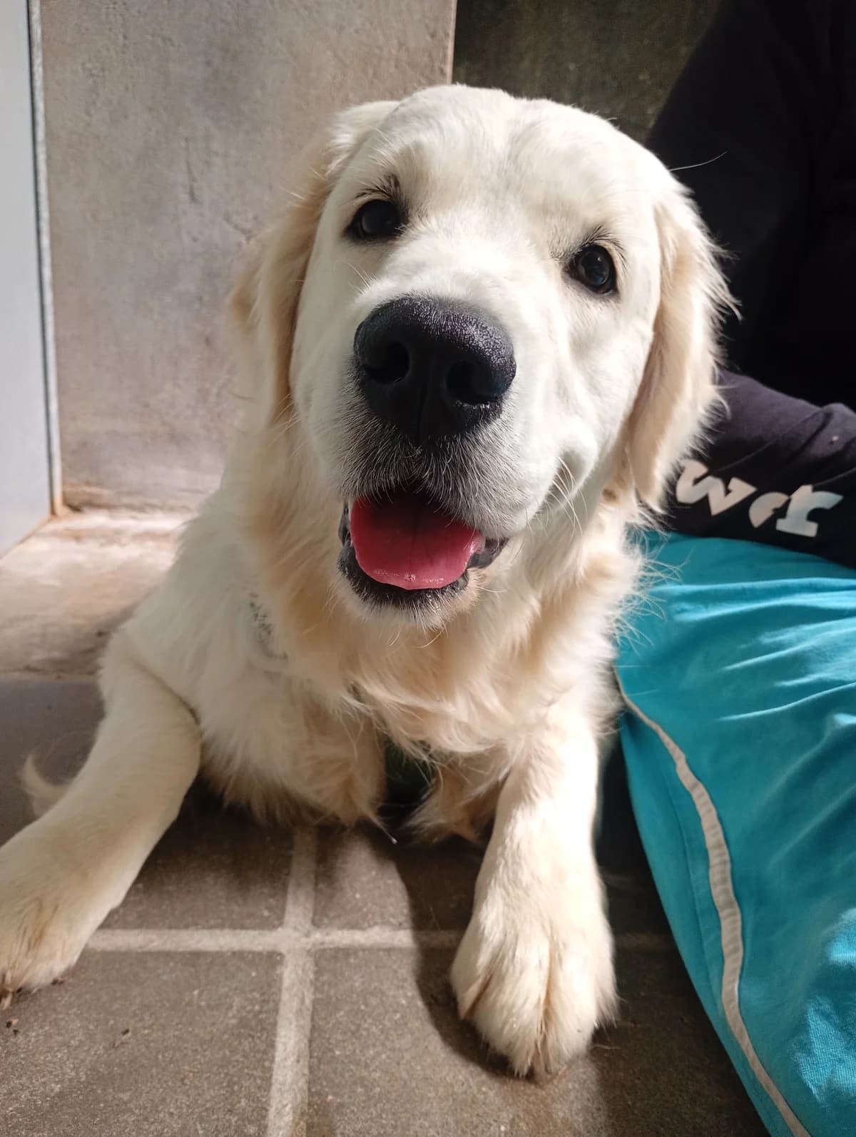 Aurore, female puppy Golden Retriever for adoption at Asieldieren.be, Flanders