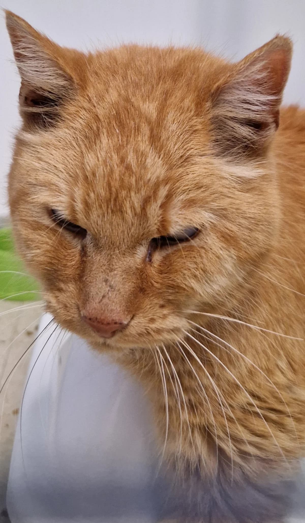 Pumpkin, male senior European Shorthair for adoption at Asieldieren.be, Flanders