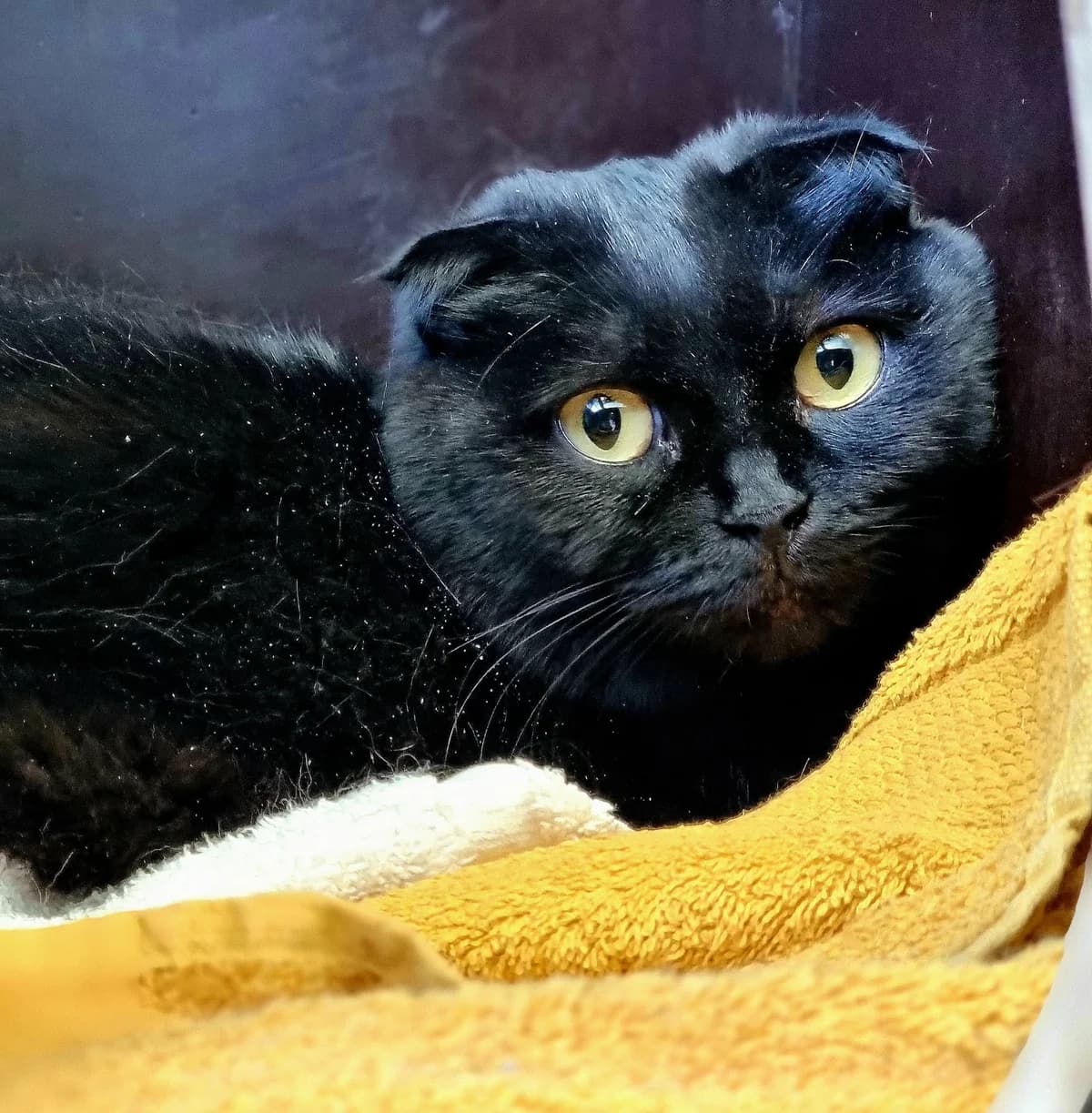 Balou, female 4yo Scottish Fold for adoption at Asieldieren.be, Flanders