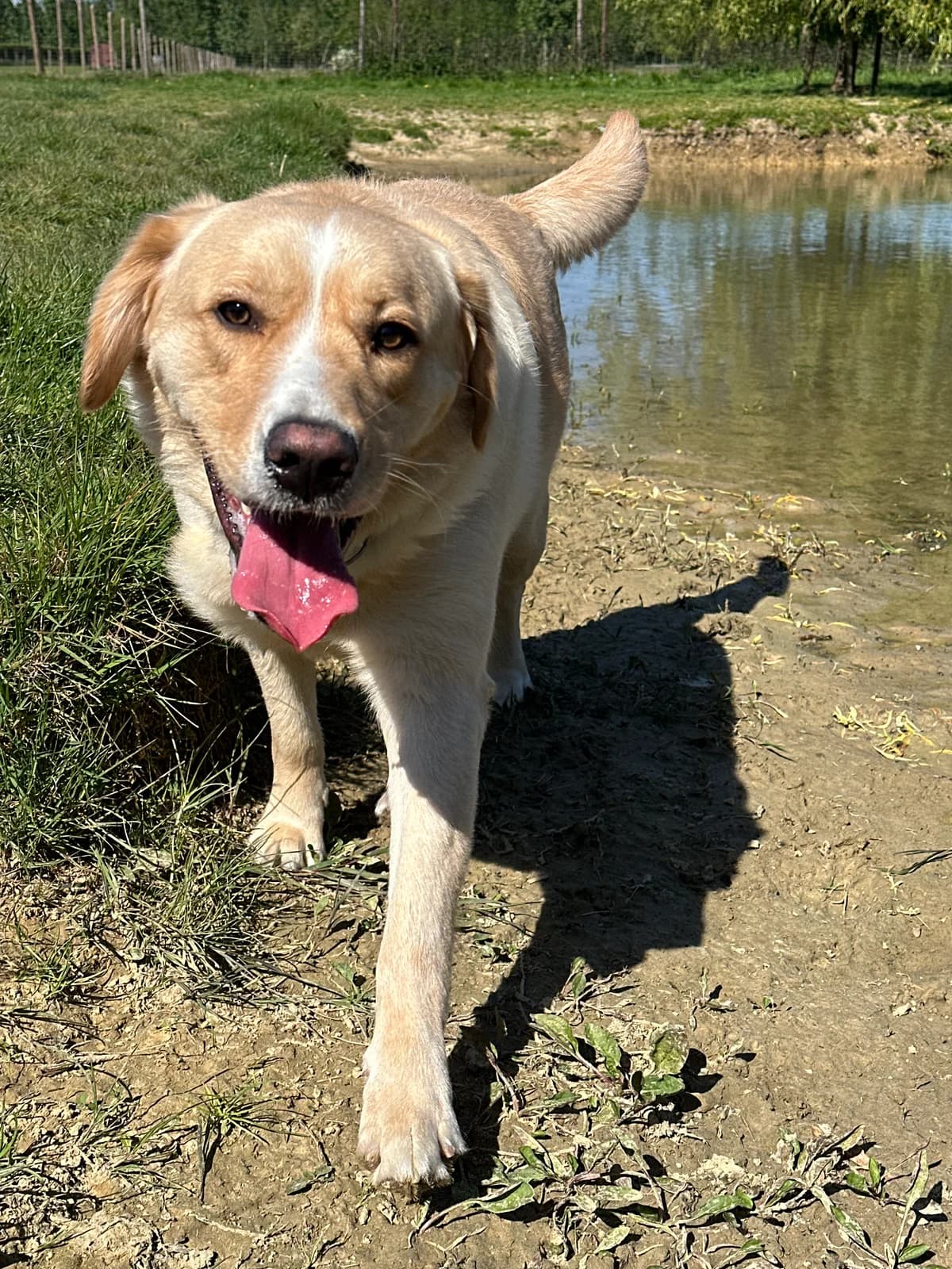 Romeo, male young Labrador Retriever for adoption at Asieldieren.be, Flanders