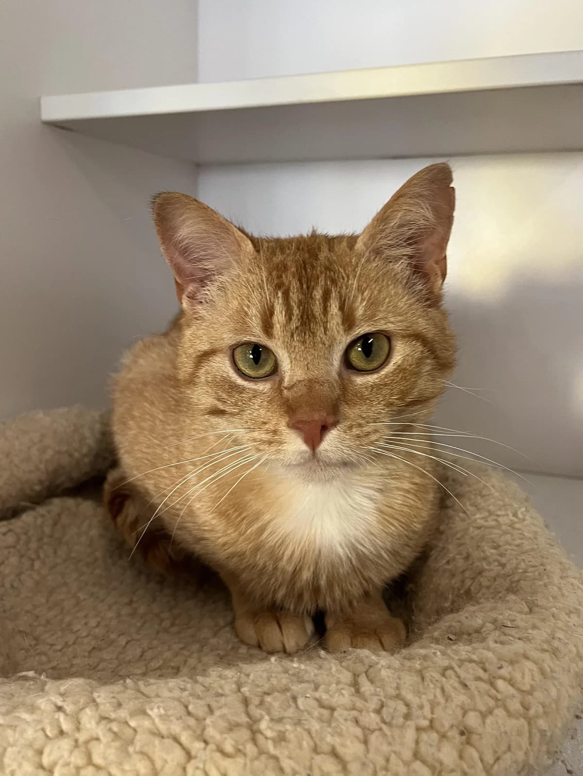 Jones, male young Mixed Breed Cat for adoption at Asieldieren.be, Flanders