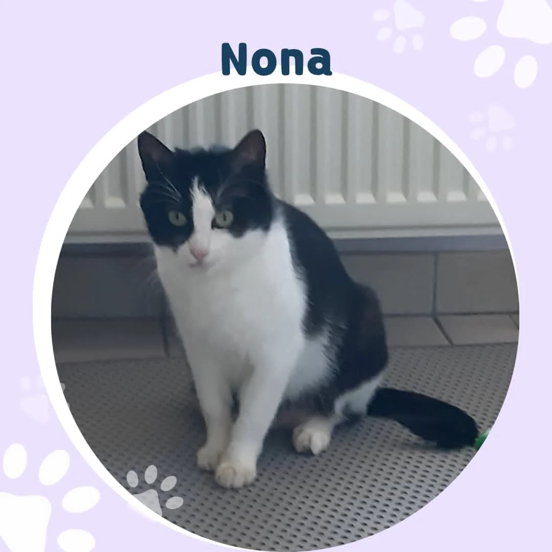Nona, female young Mixed Breed for adoption at Asieldieren.be, Flanders