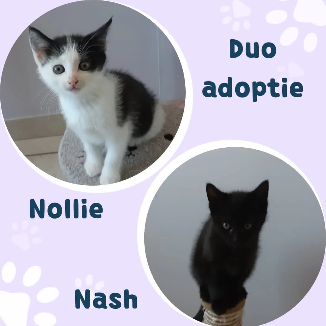 Nollie, female puppy Mixed Breed Cat for adoption at Asieldieren.be, Flanders