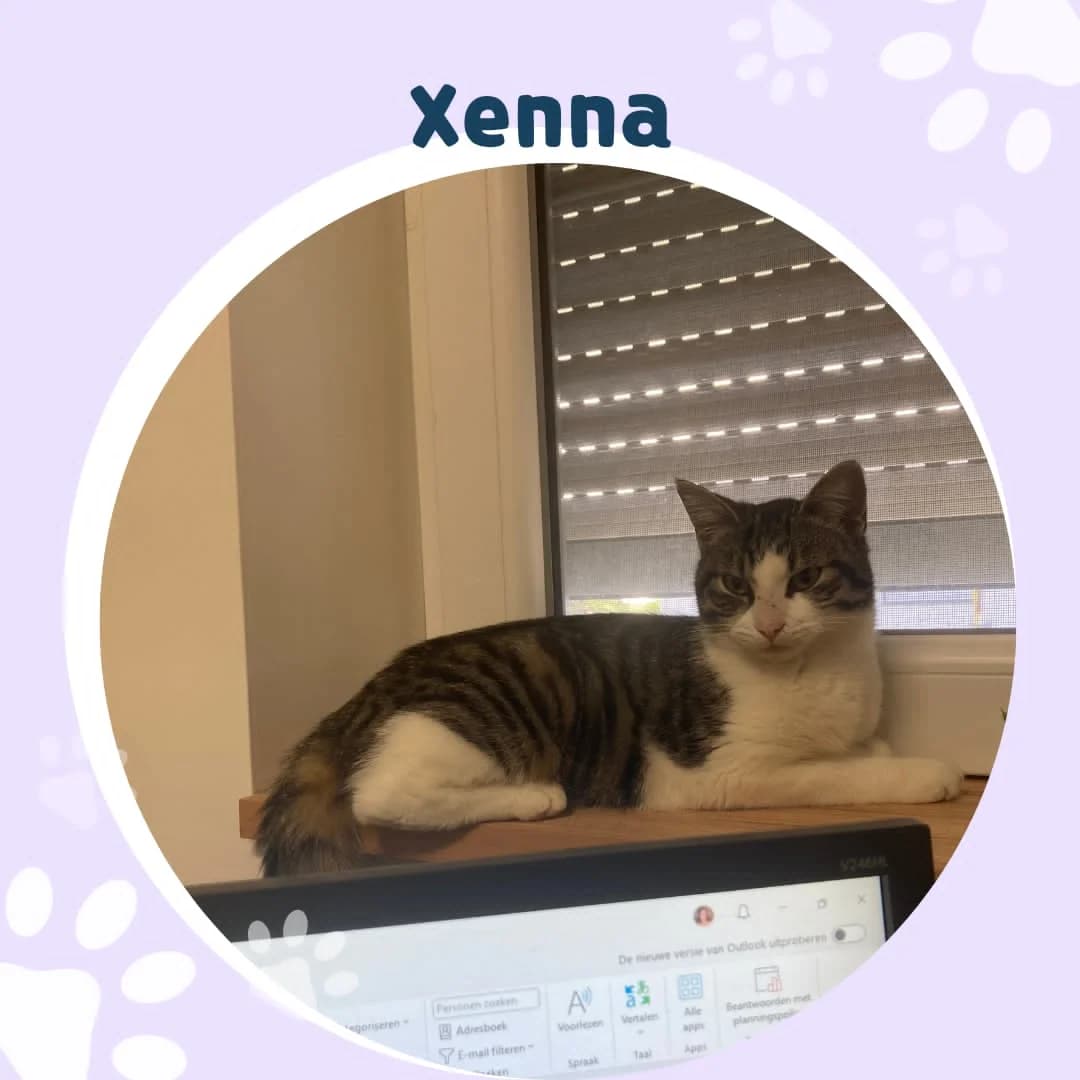 Xenna, female Mixed Breed Cat for adoption at Asieldieren.be, Flanders