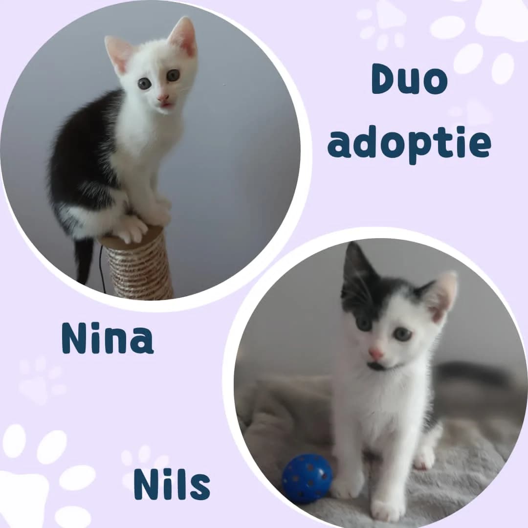 Nils, male puppy Mixed Breed Cat for adoption at Asieldieren.be, Flanders