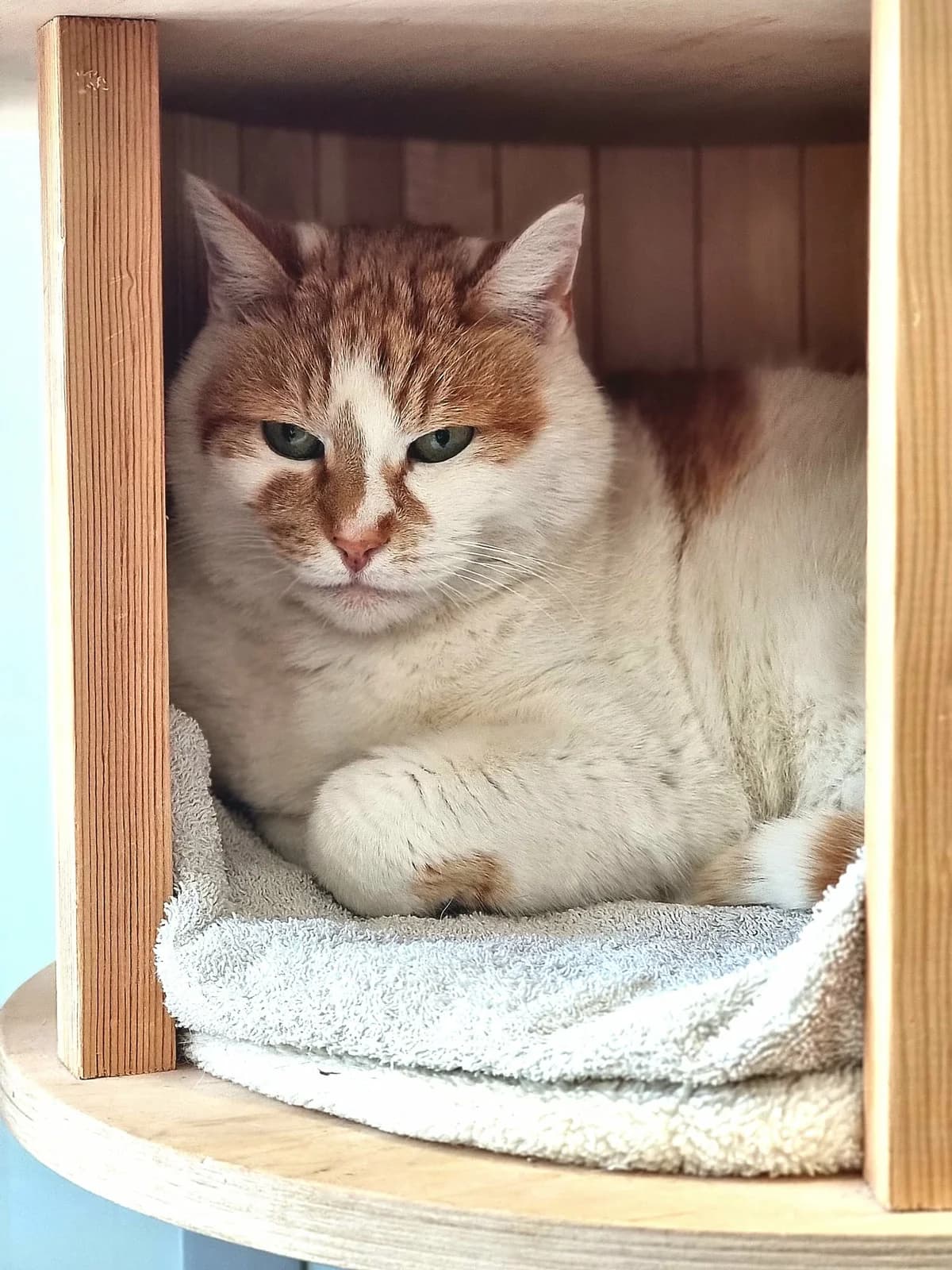 Serge, male senior European Shorthair for adoption at Asieldieren.be, Flanders