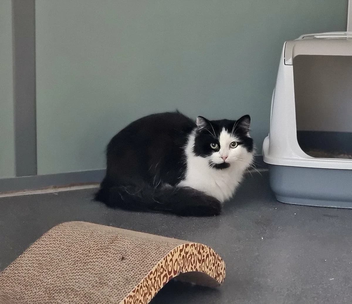 Liam, male young European Shorthair for adoption at Asieldieren.be, Flanders
