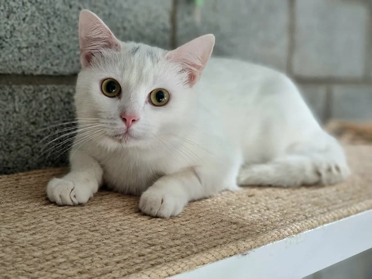 Bolt, male young European Shorthair for adoption at Asieldieren.be, Flanders