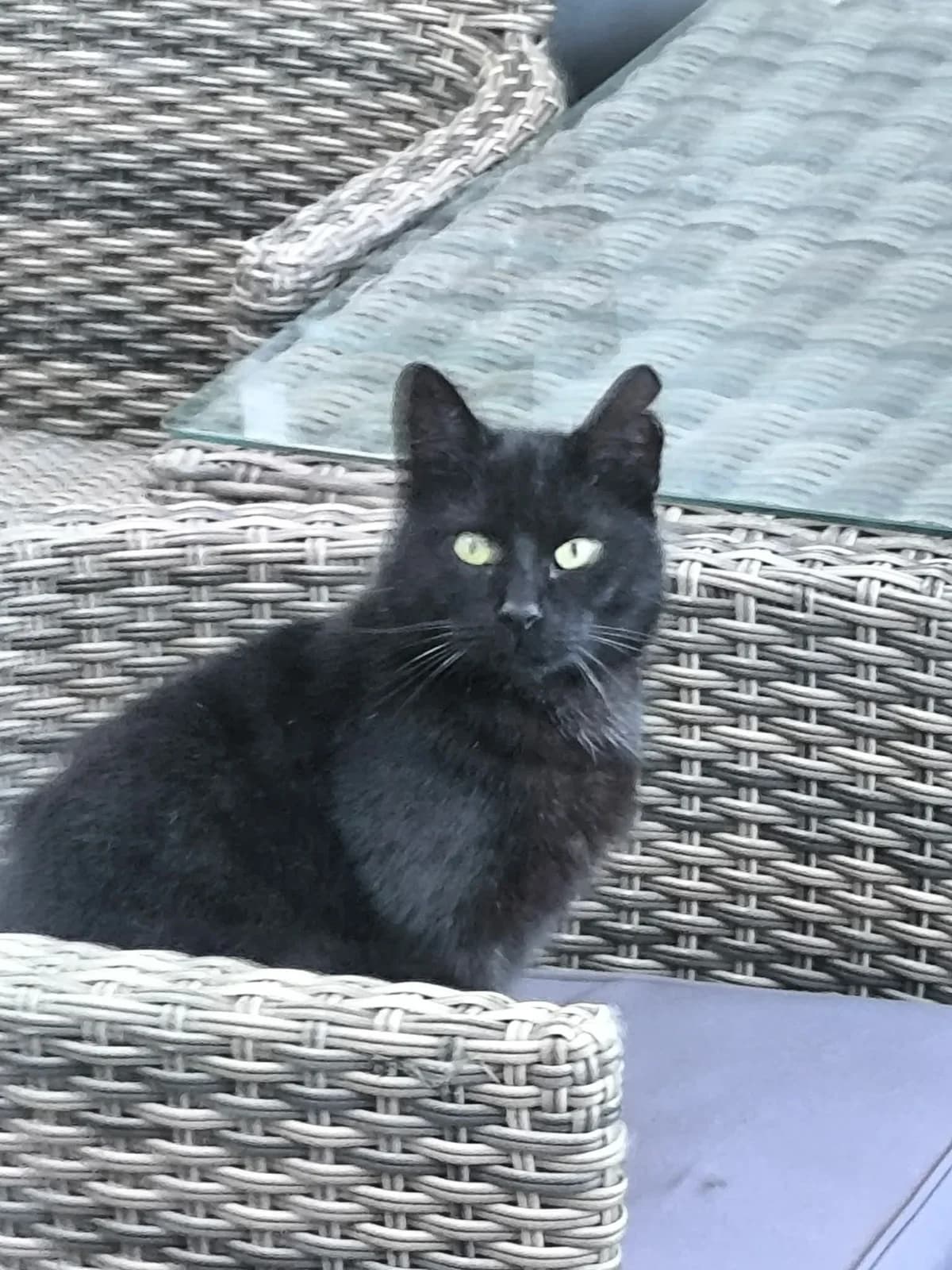 Vinnie, male 3yo Mixed Breed Cat for adoption at Asieldieren.be, Flanders