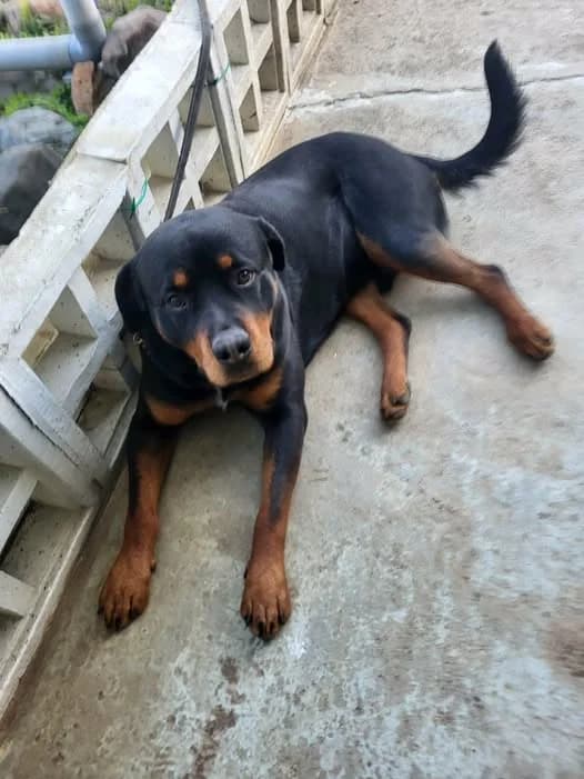 Diabolo, male young Rottweiler for adoption at Asieldieren.be, Flanders