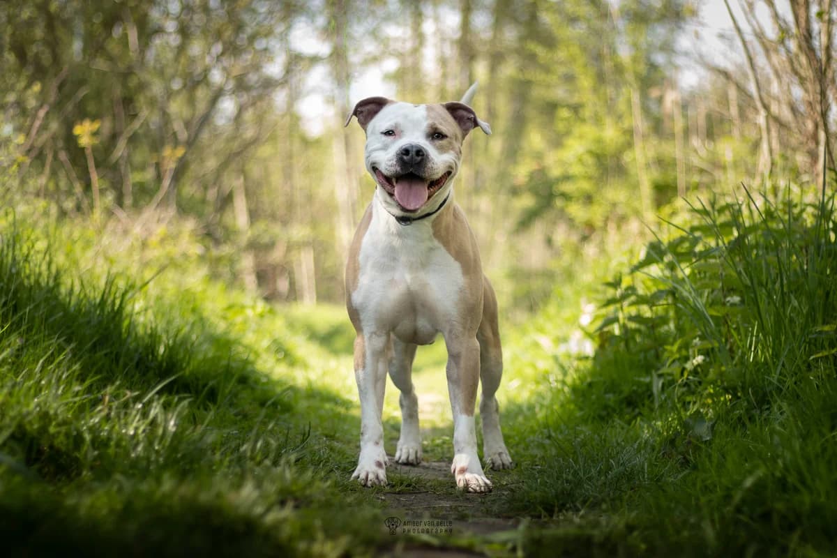 Kai, male 5yo Staffordshire Bull Terrier for adoption at Asieldieren.be, Flanders