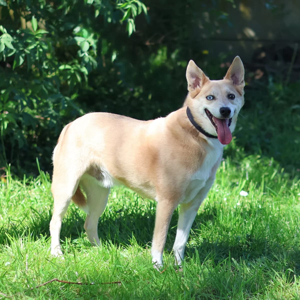 Ralphy, male 5yo mixed breed for adoption at Asieldieren.be, Flanders