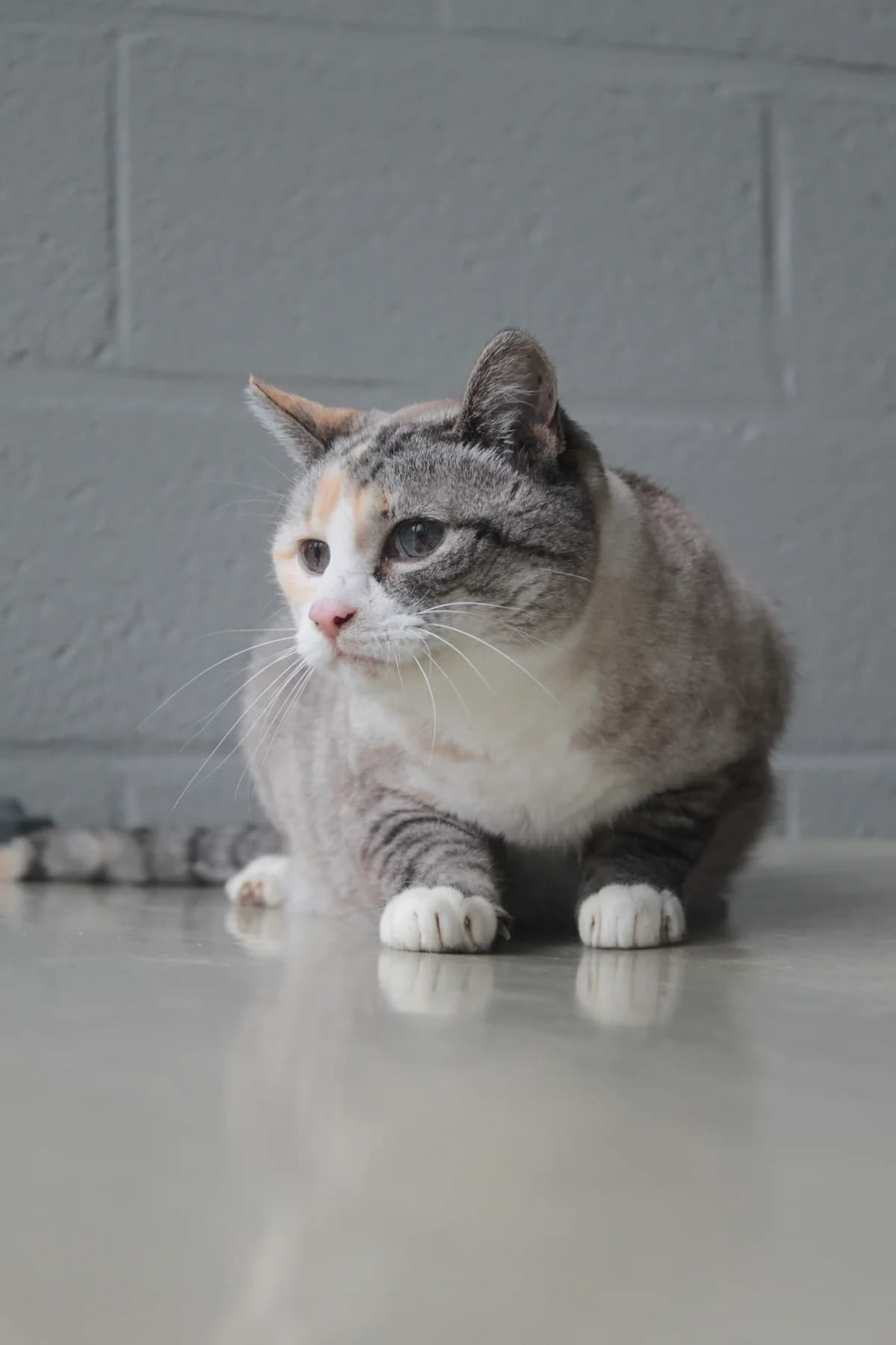 Floor FIV+, female senior Mixed Breed Cat for adoption at Asieldieren.be, Flanders