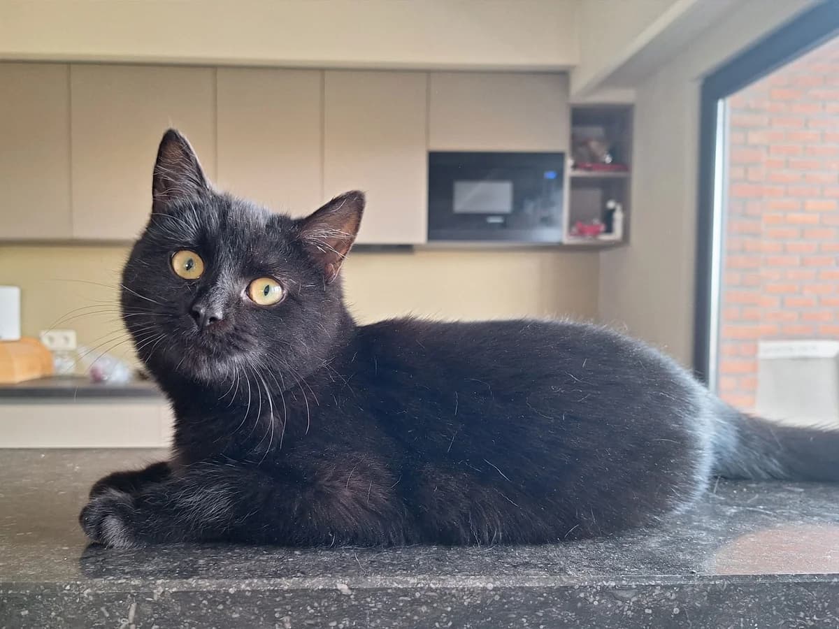 Lexa, female puppy European Shorthair for adoption at Asieldieren.be, Flanders